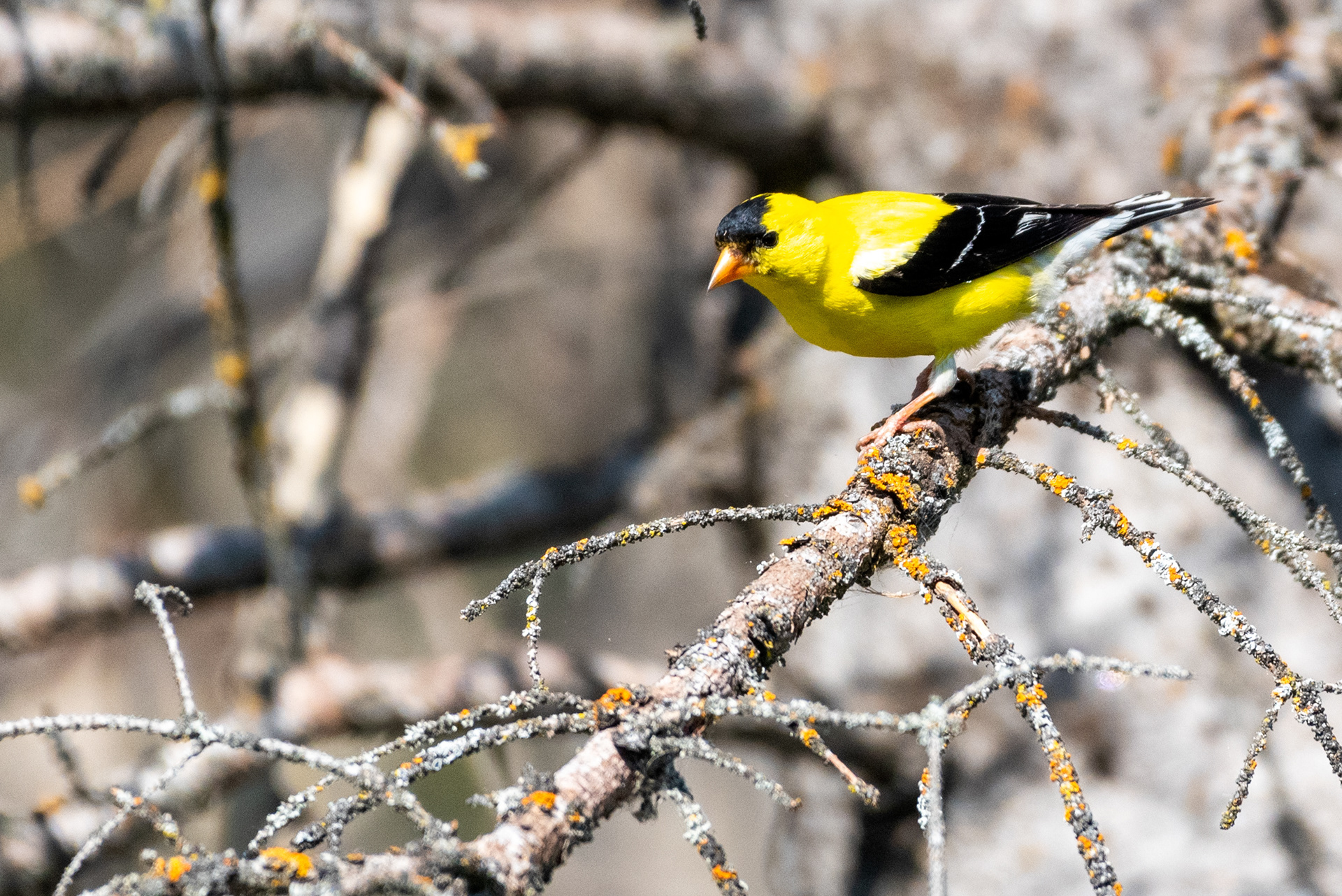 American Goldfinch (male)