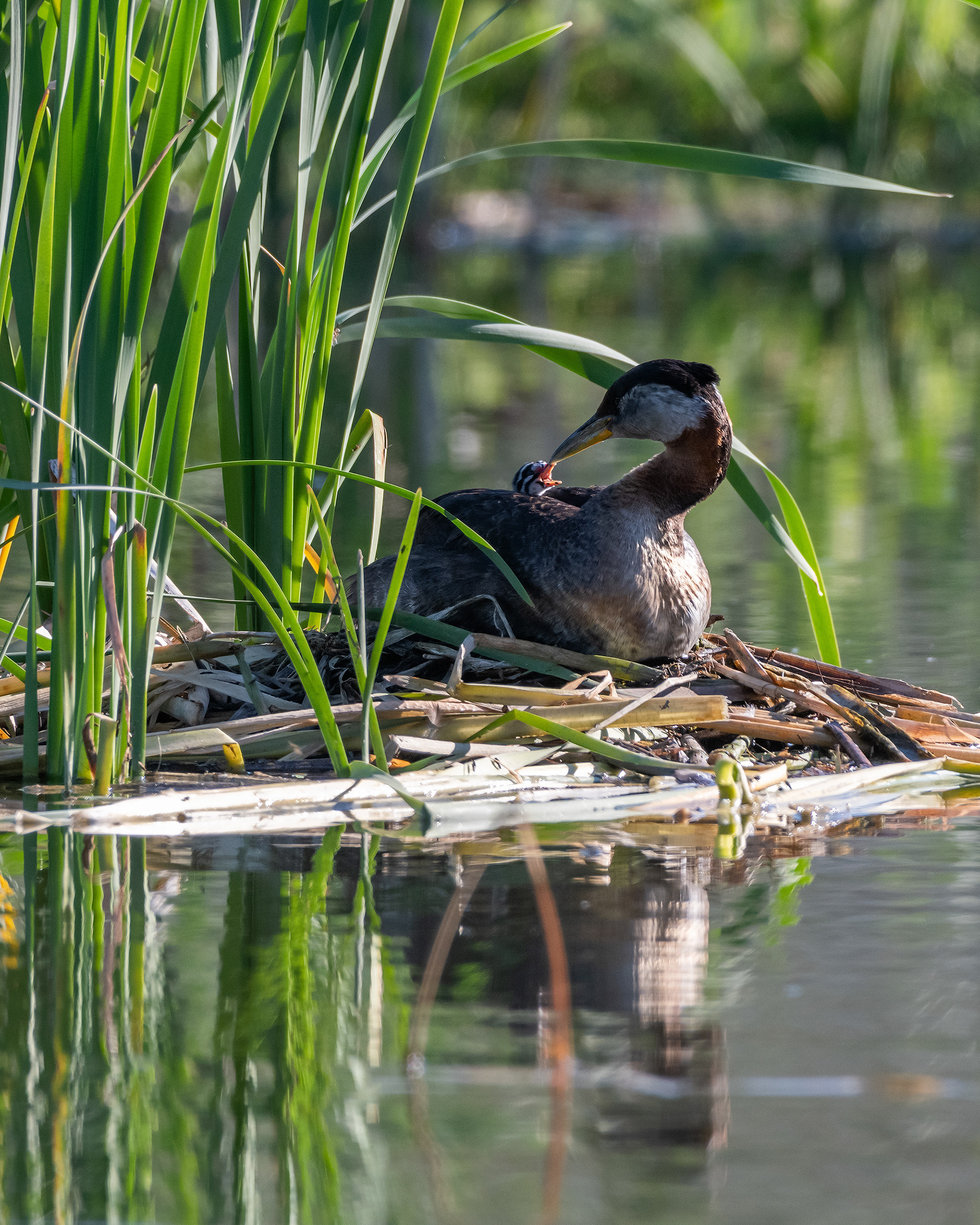 Red-necked Grebe (female) and her one day old chick at their nest, Marshall Springs - Fish Creek Prov. Park, Calgary, AB