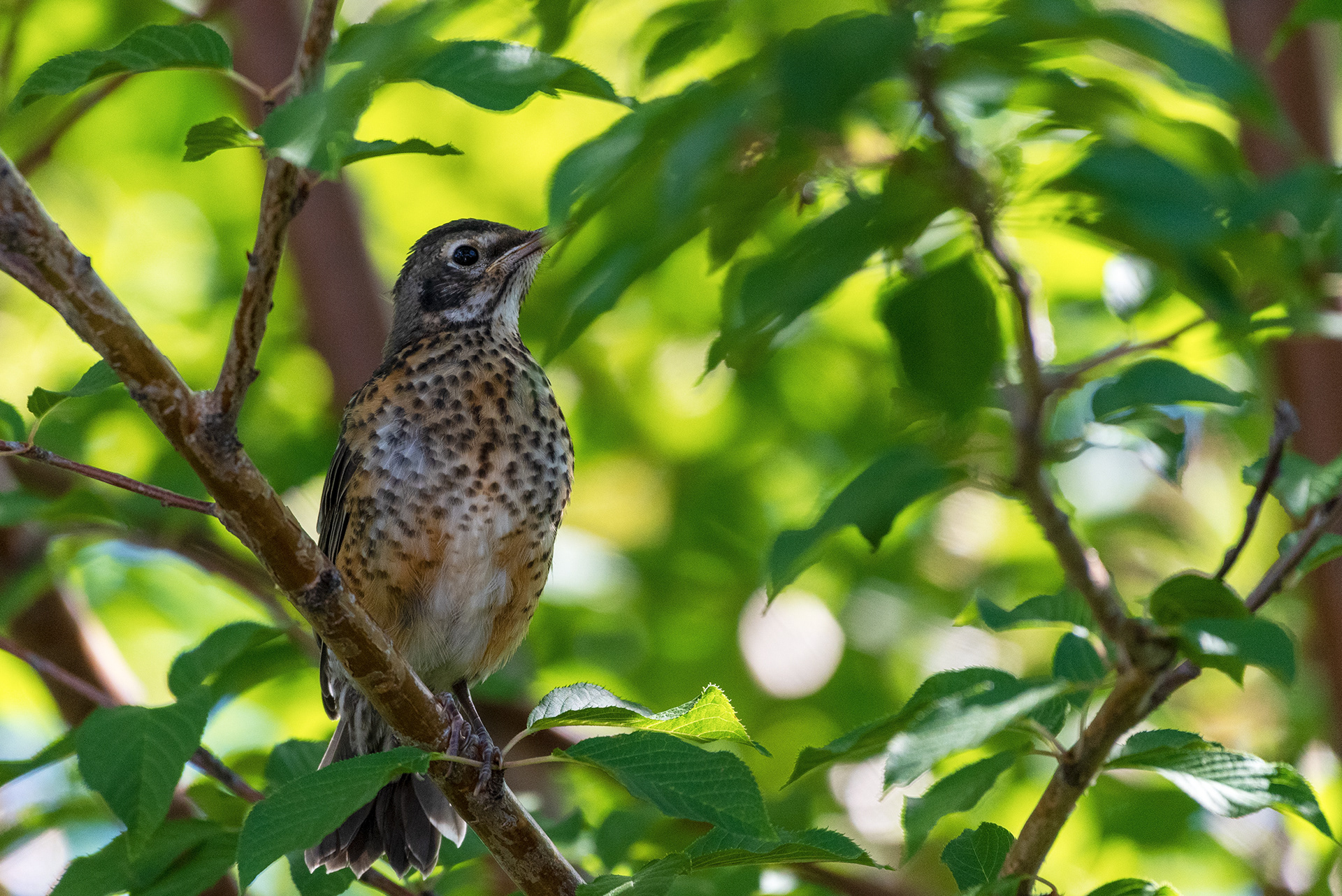 American Robin (juvenile) observes dad harvesting berries from a tree