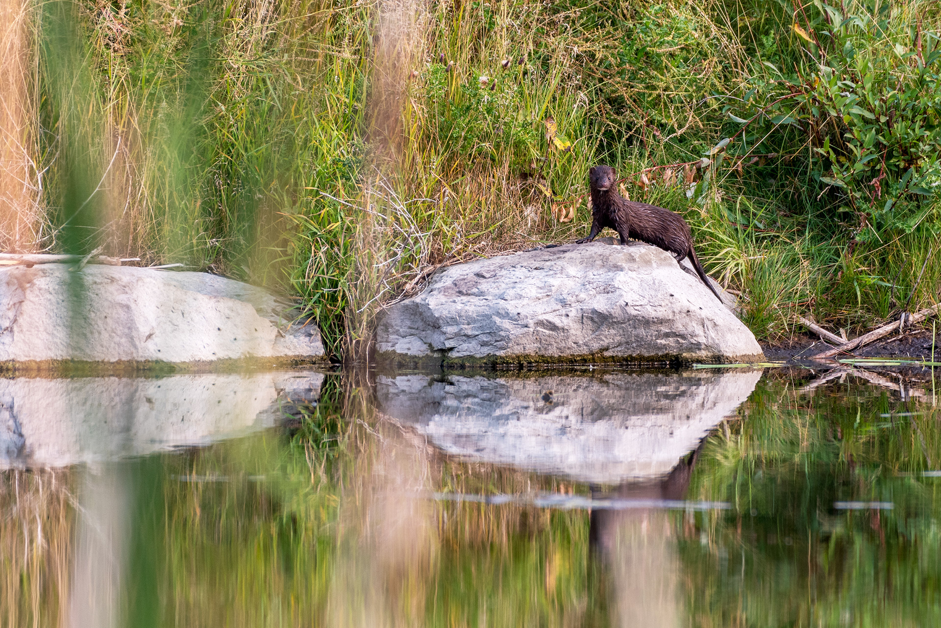 Mink, at the Marshall Springs ponds in Fish Creek Provincial Park