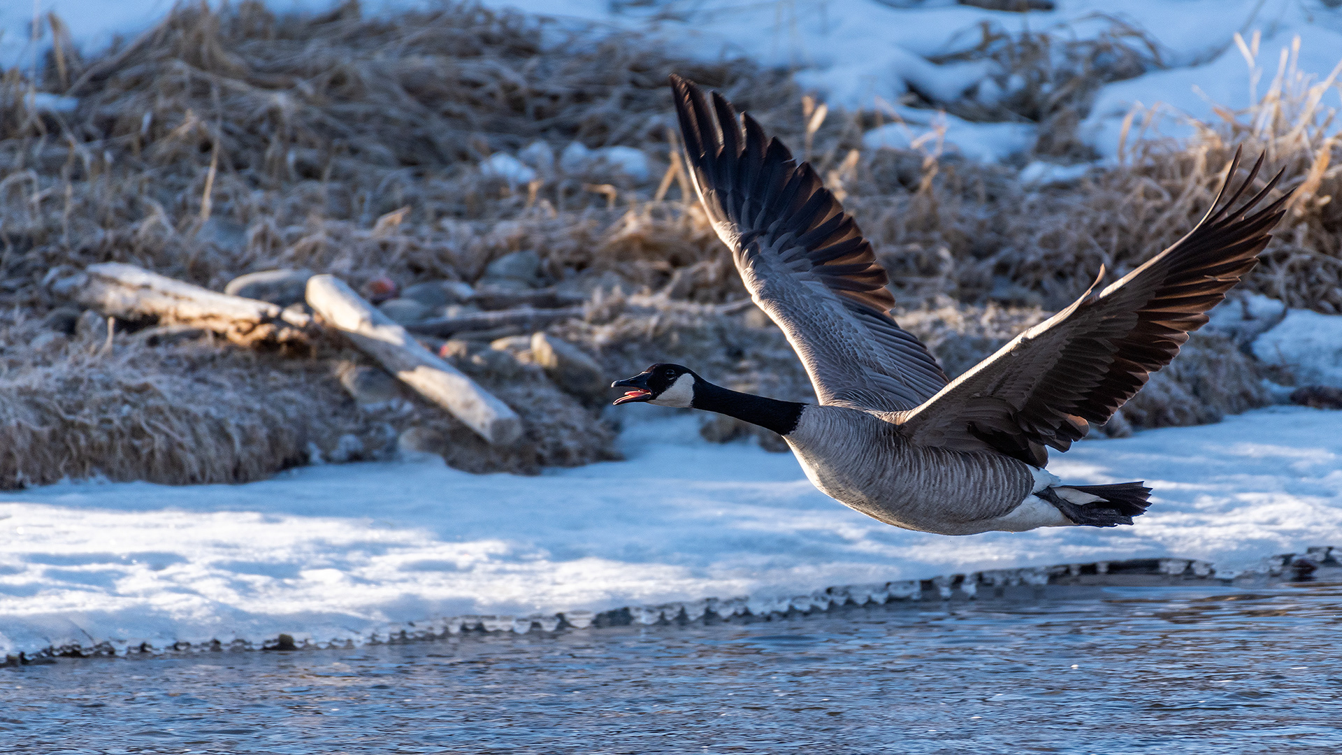 Canada Goose (in flight) near Mallard Point, Fish Creek Prov. Park, Calgary, AB