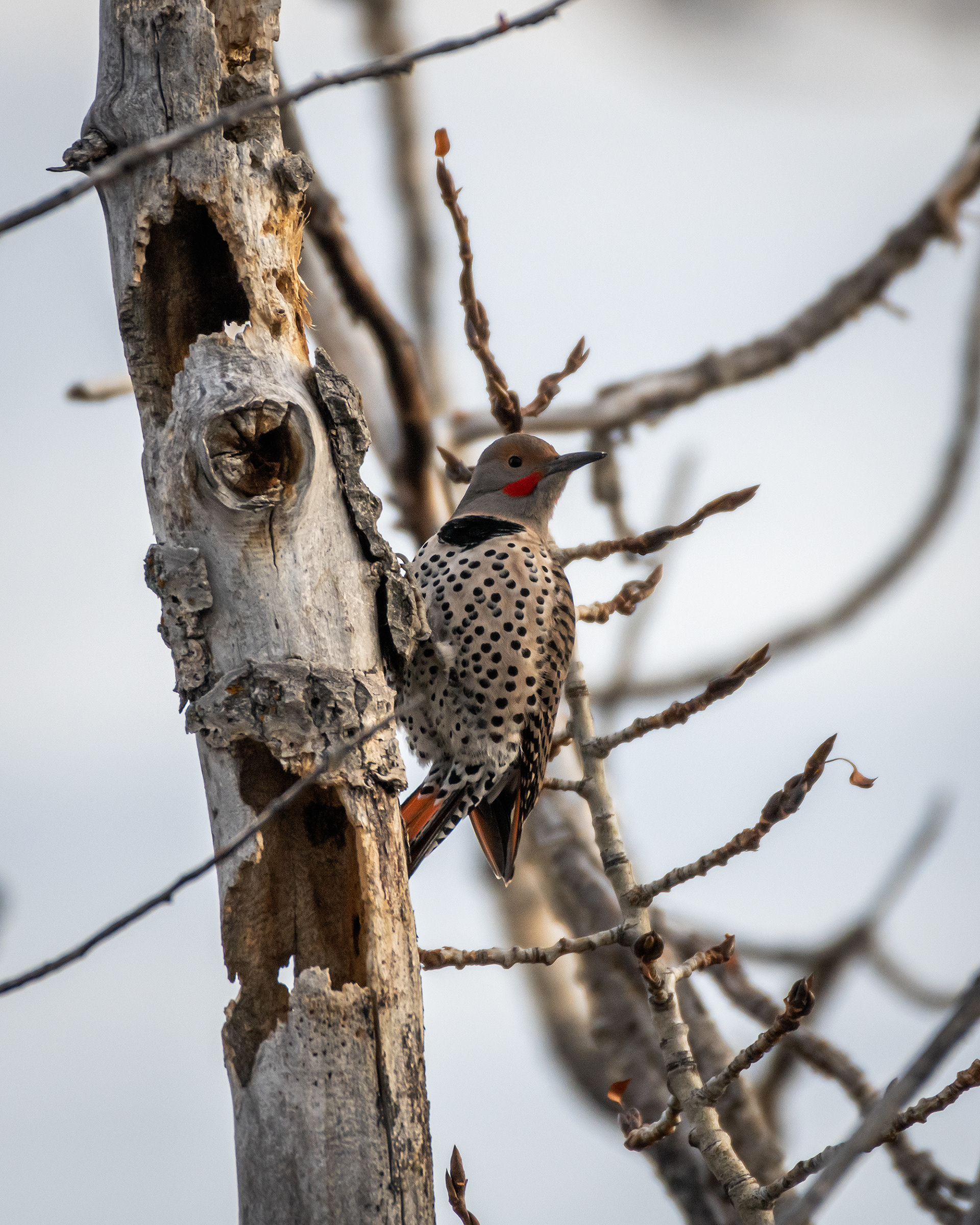 Northern Flicker (male), Edworthy Park, Calgary, AB