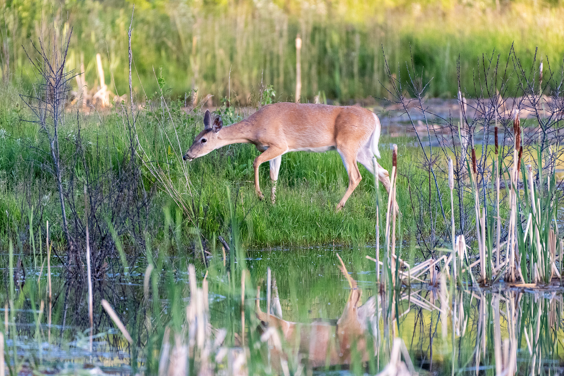 Deer, Marshall Springs, Fish Creek Provincial Park, Calgary