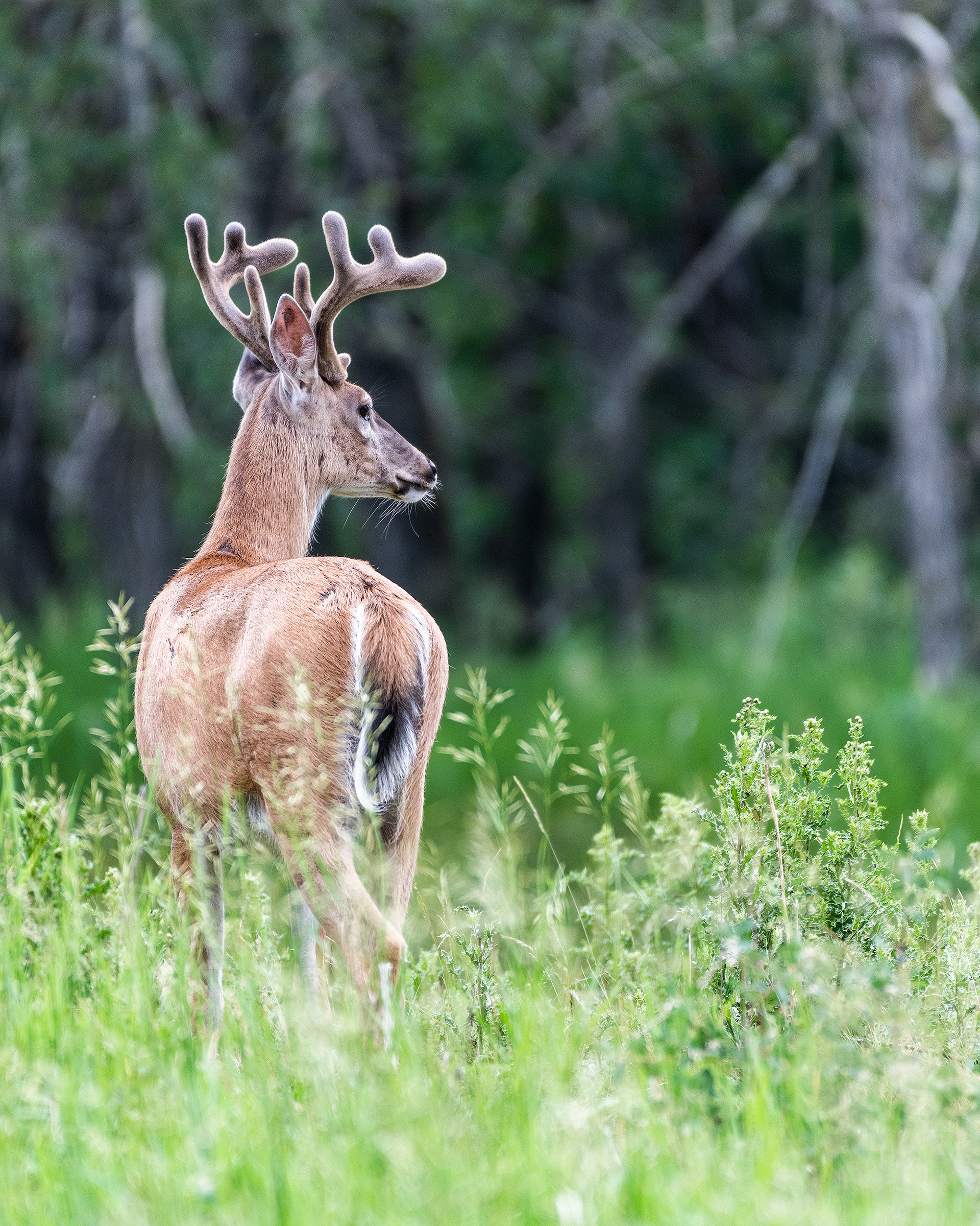 White-tailed Deer, Marshall Springs - Fish Creek Prov. Park, Calgary, AB