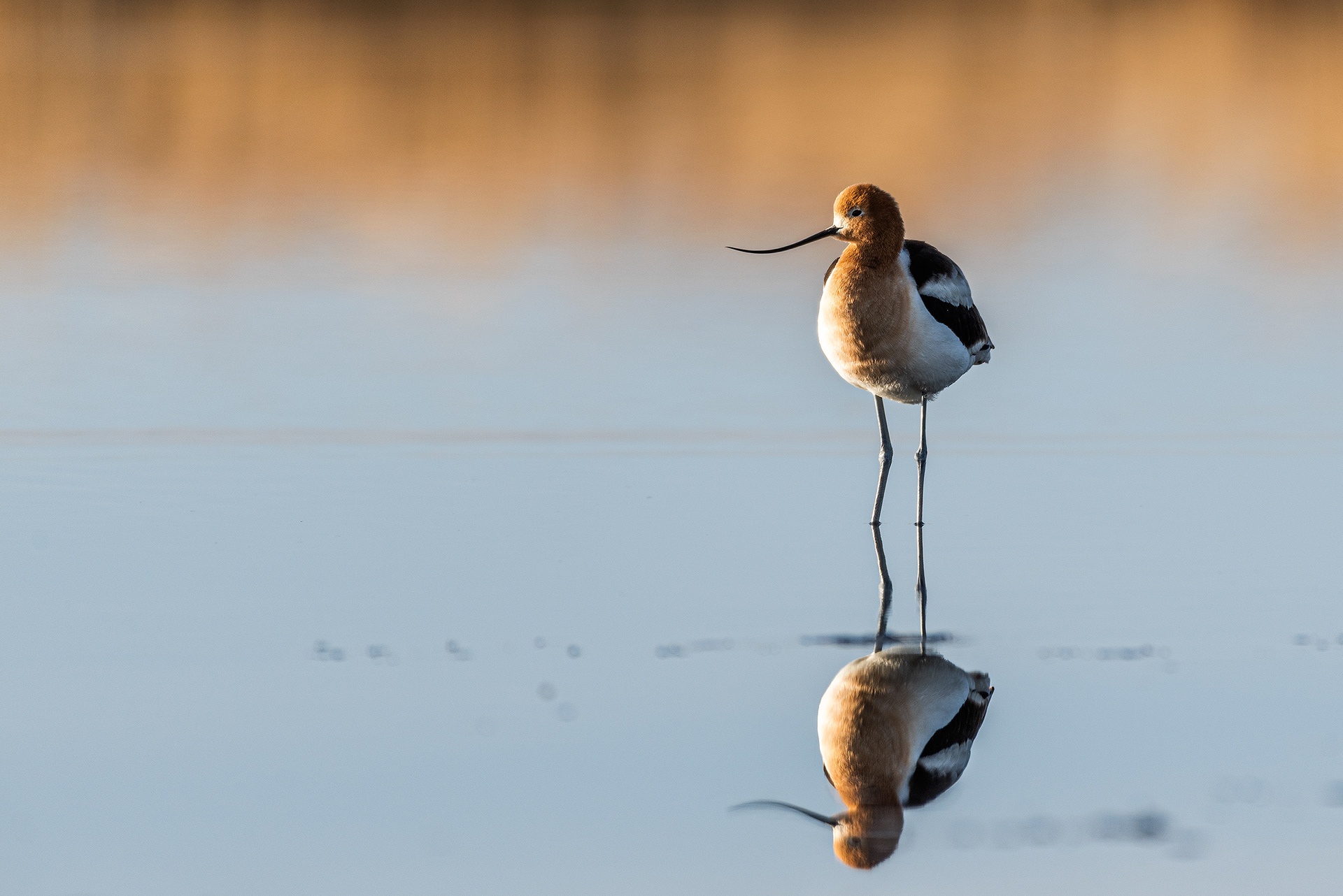 American Avocet at Frank Lake, Alberta