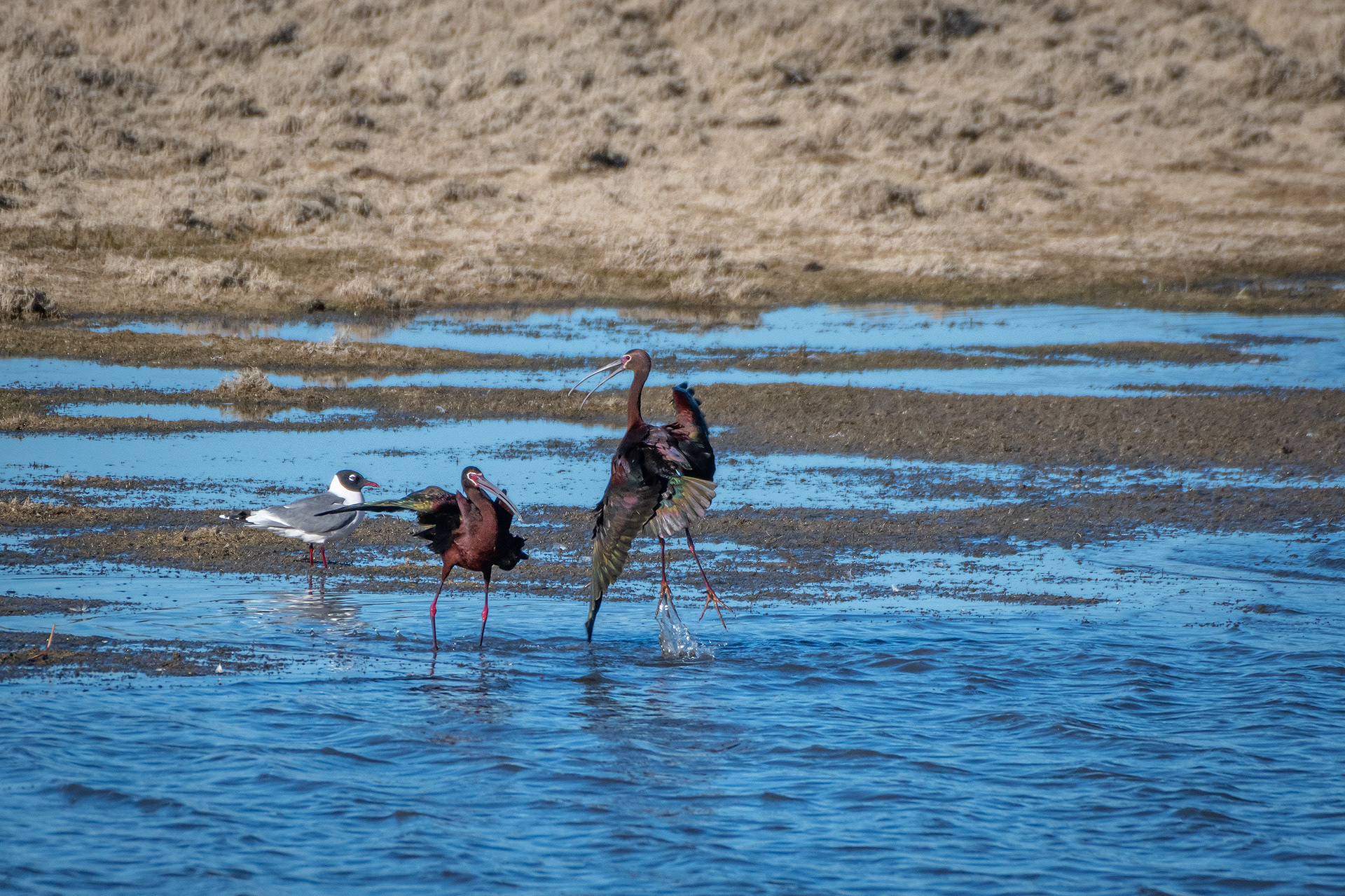 White-faced Ibises, Glenmore Reservoir, North Glenmore Park, Calgary, AB