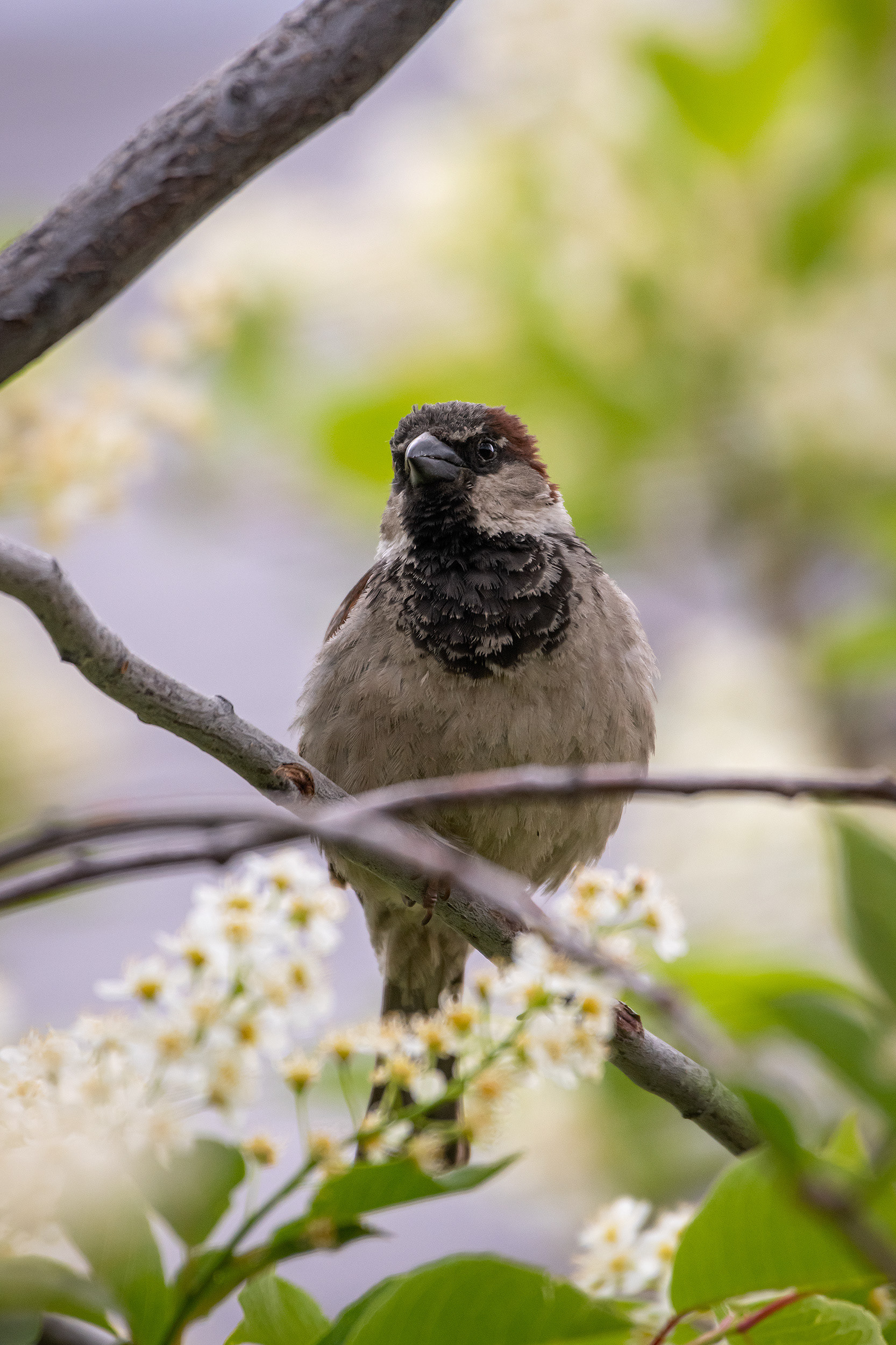House Sparrow (male), Bridlewood, Calgary, AB