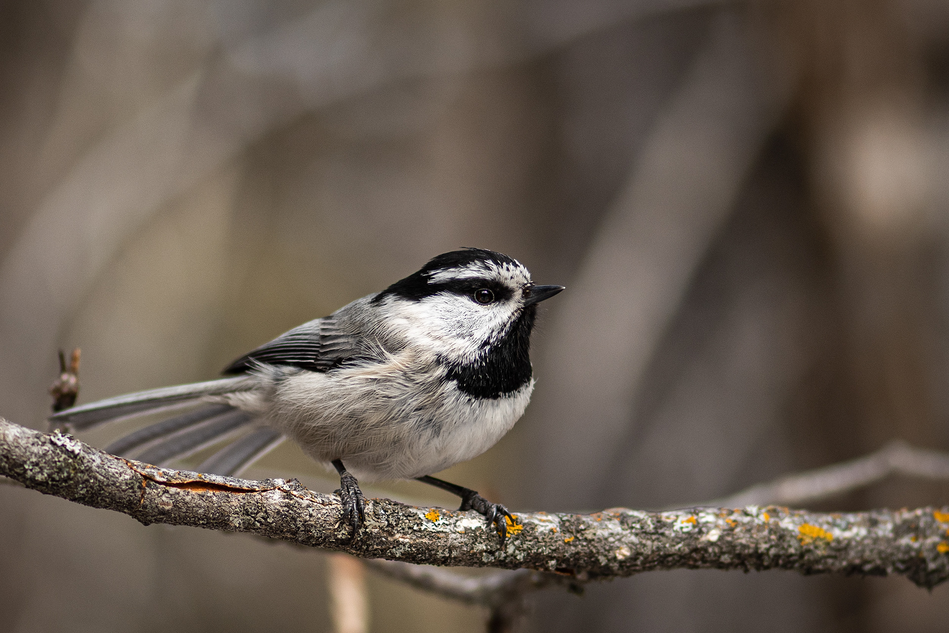 Mountain Chickadee, near the Marshall Springs area of Fish Creek Provincial Park, Calgary, AB