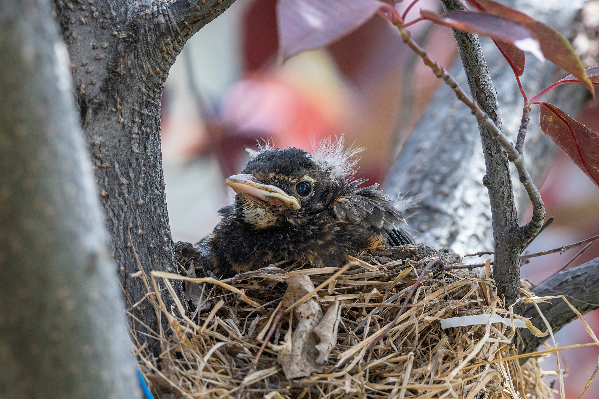 American Robin hatchling, Bridlewood, Calgary, AB