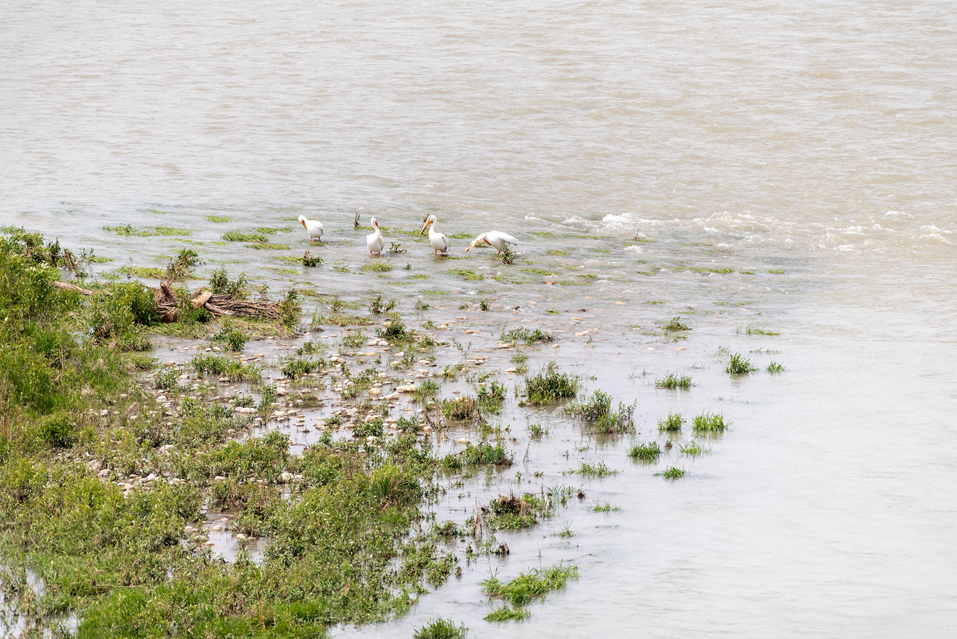 American White Pelicans, Patterson Homestead Memorial Park, Bow River, Calgary, Alberta