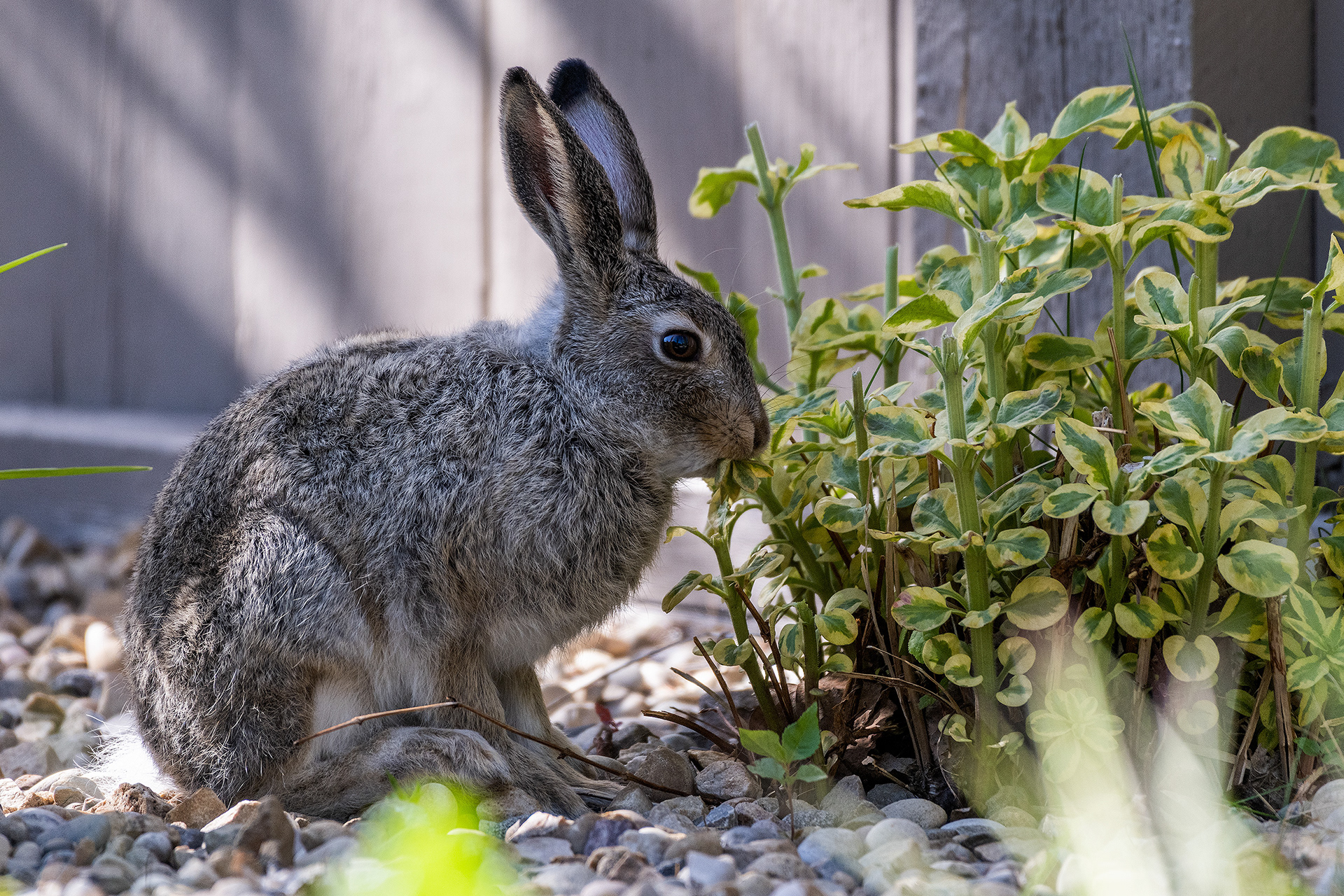 Hare (immature) munching on some plants in the back yard, Bridlewood, Calgary, Alberta