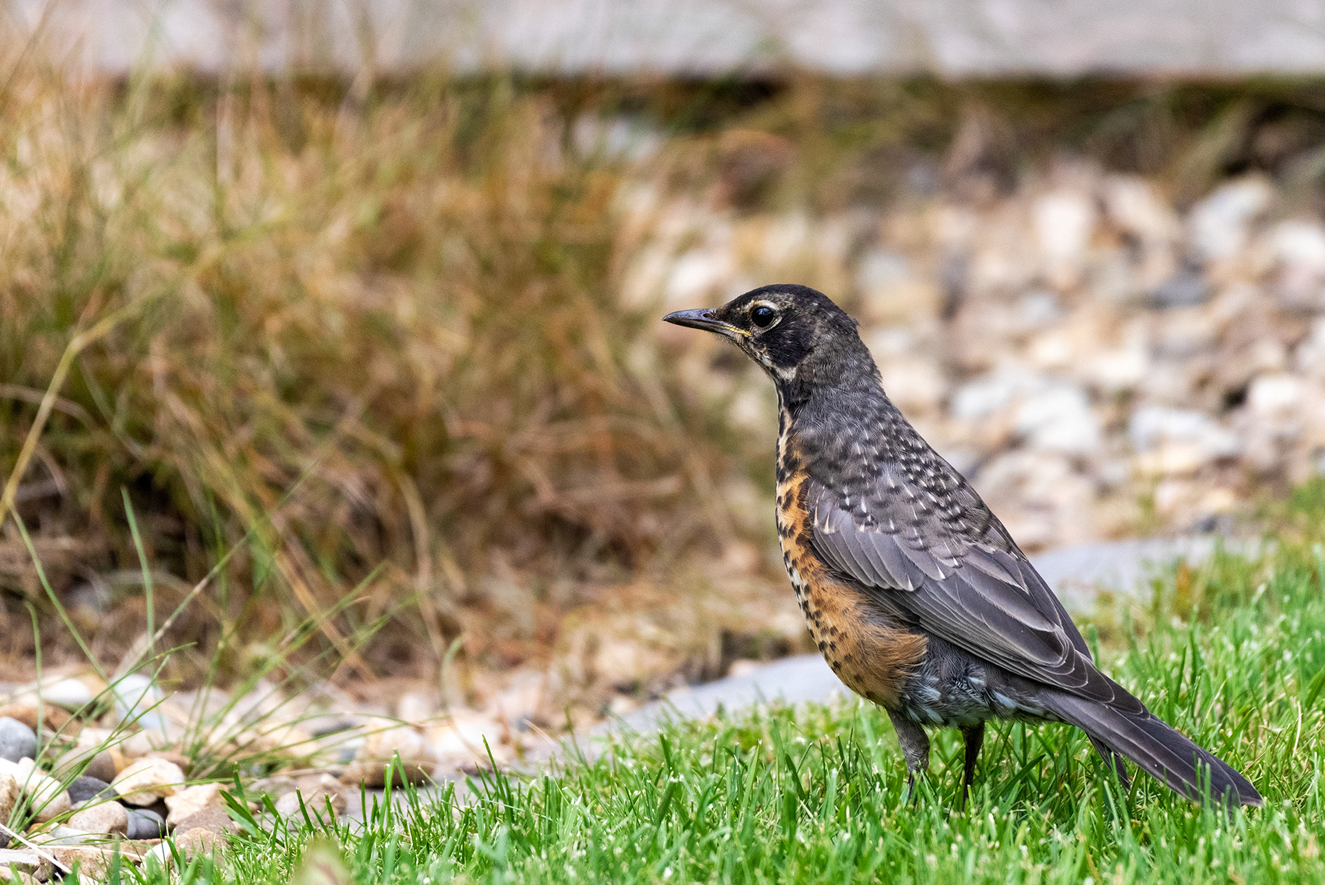 Young American Robin on the edge of the lawn