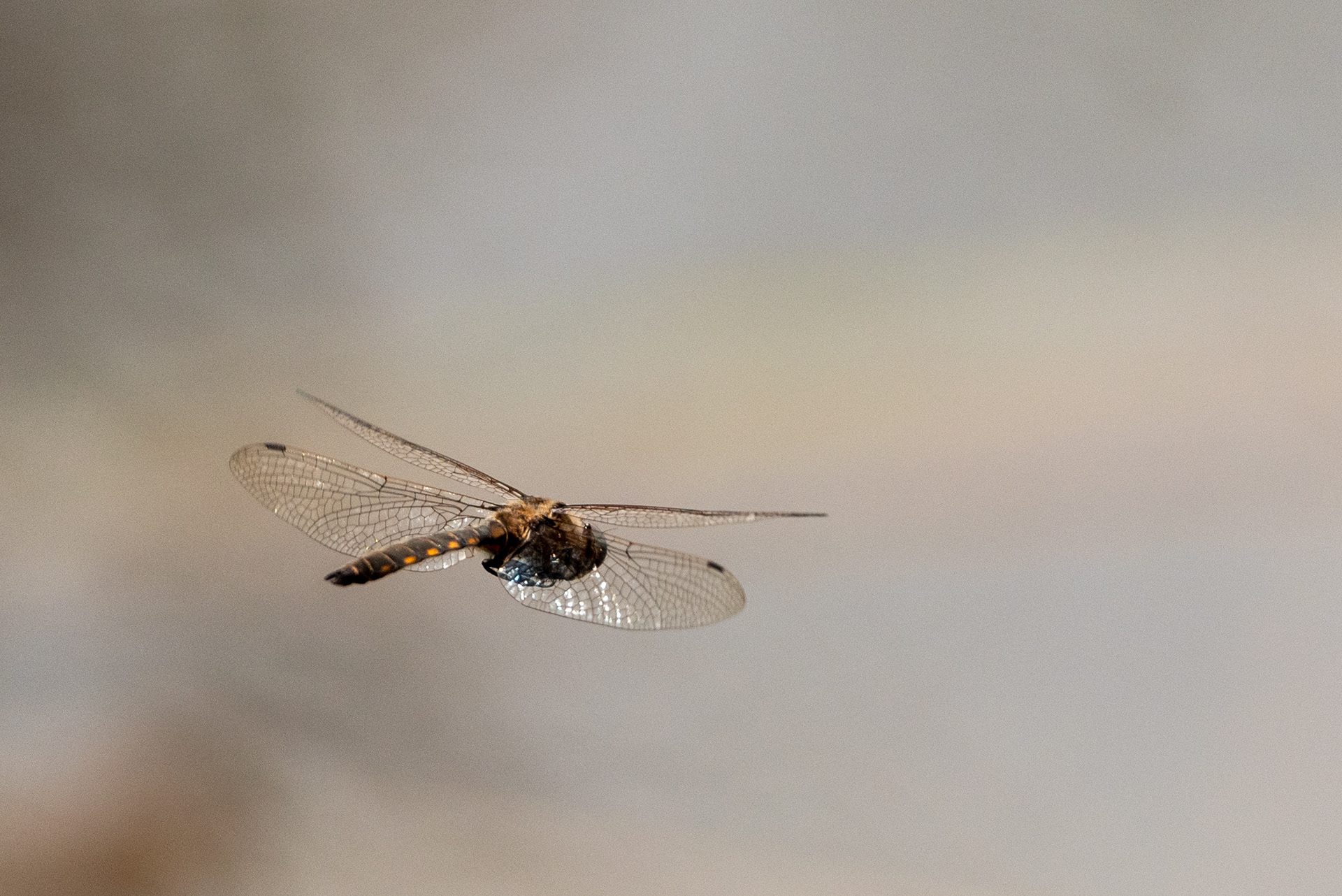 Insect