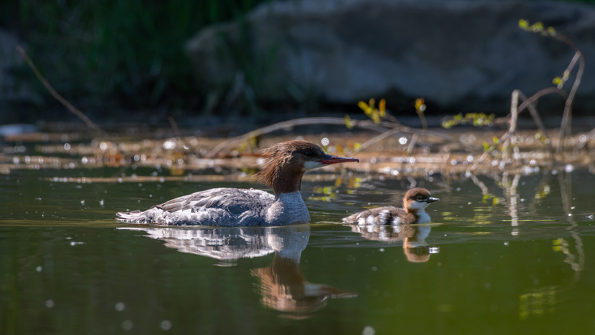 Common Mergansers, Marshall Springs ponds, Fish Creek Provincial Park, Calgary, AB
