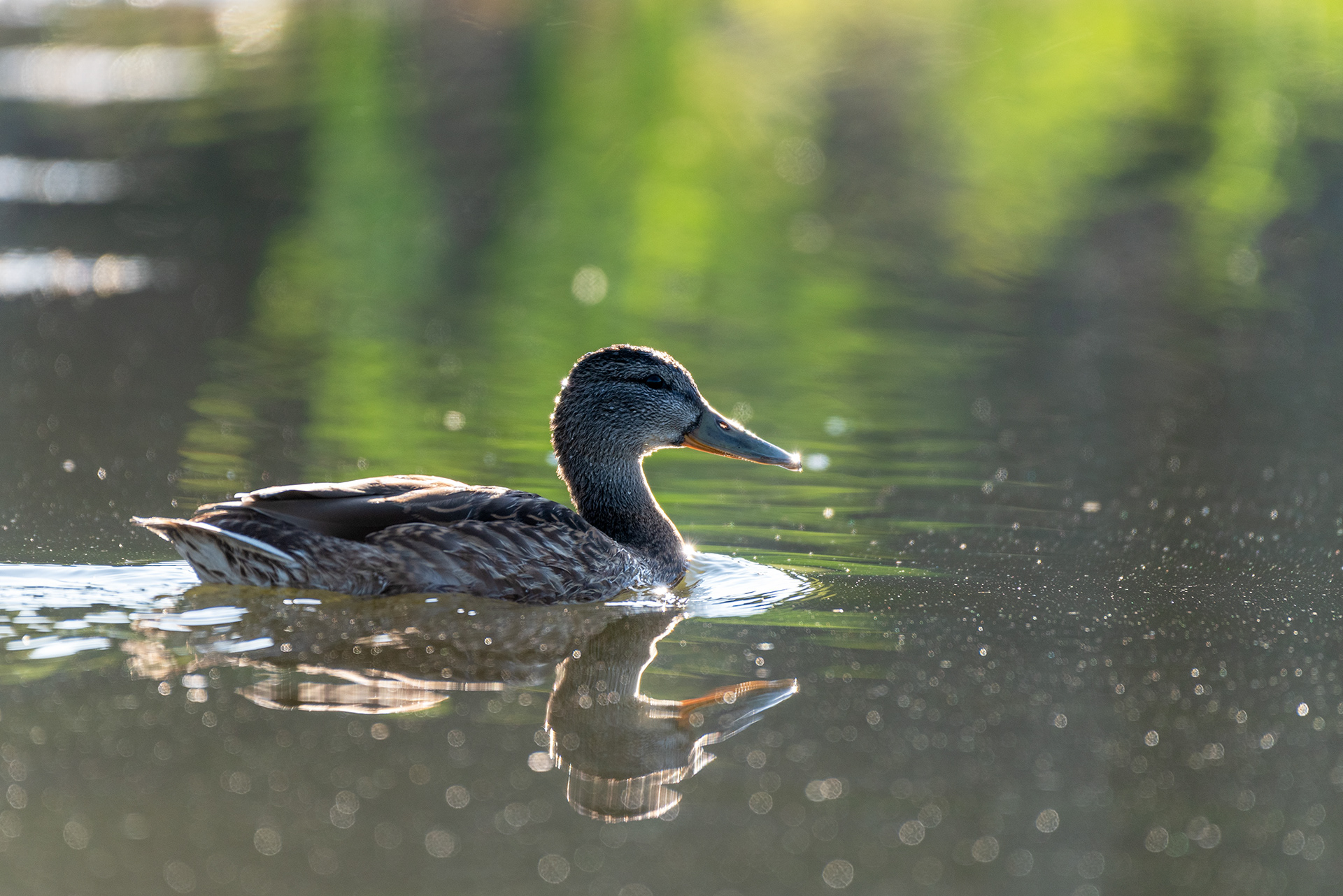 Mallard
