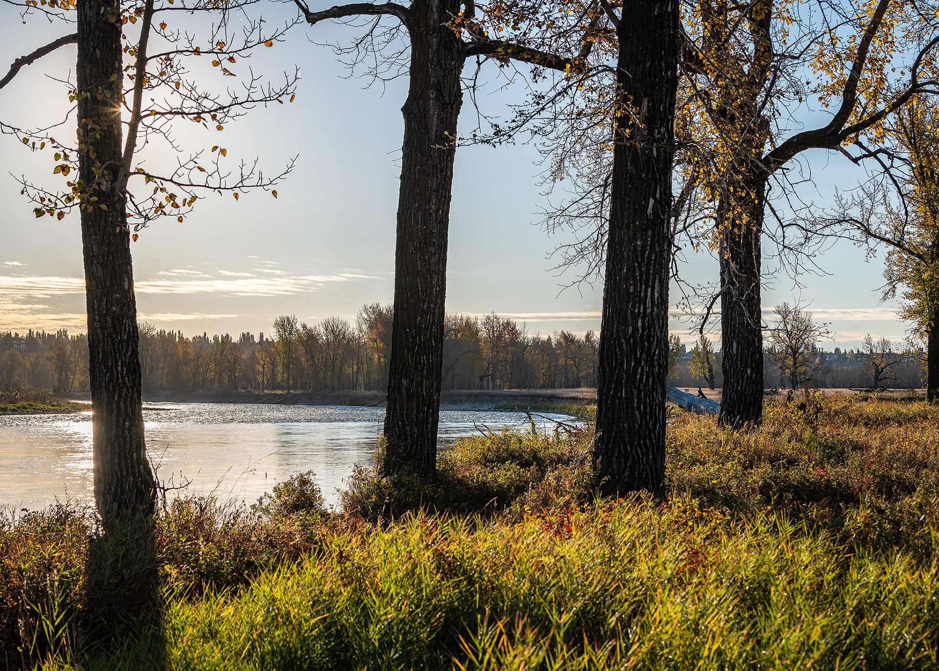 Trees along the edge of the Bow River, from the Mallard Point area of Fish Creek Provincial Park, Calgary, AB - October 12th, 2022 (8:49 AM, 42 Mp)