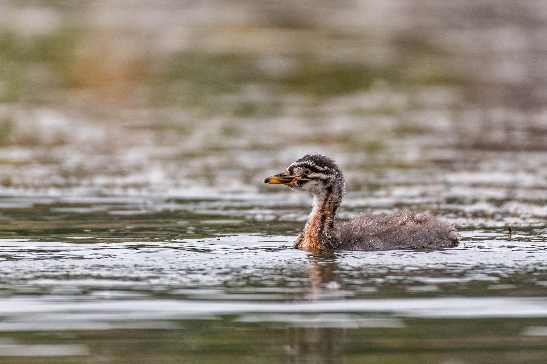 Red-necked Grebe (immature), Marshall Springs - Fish Creek Prov. Park, Calgary, AB