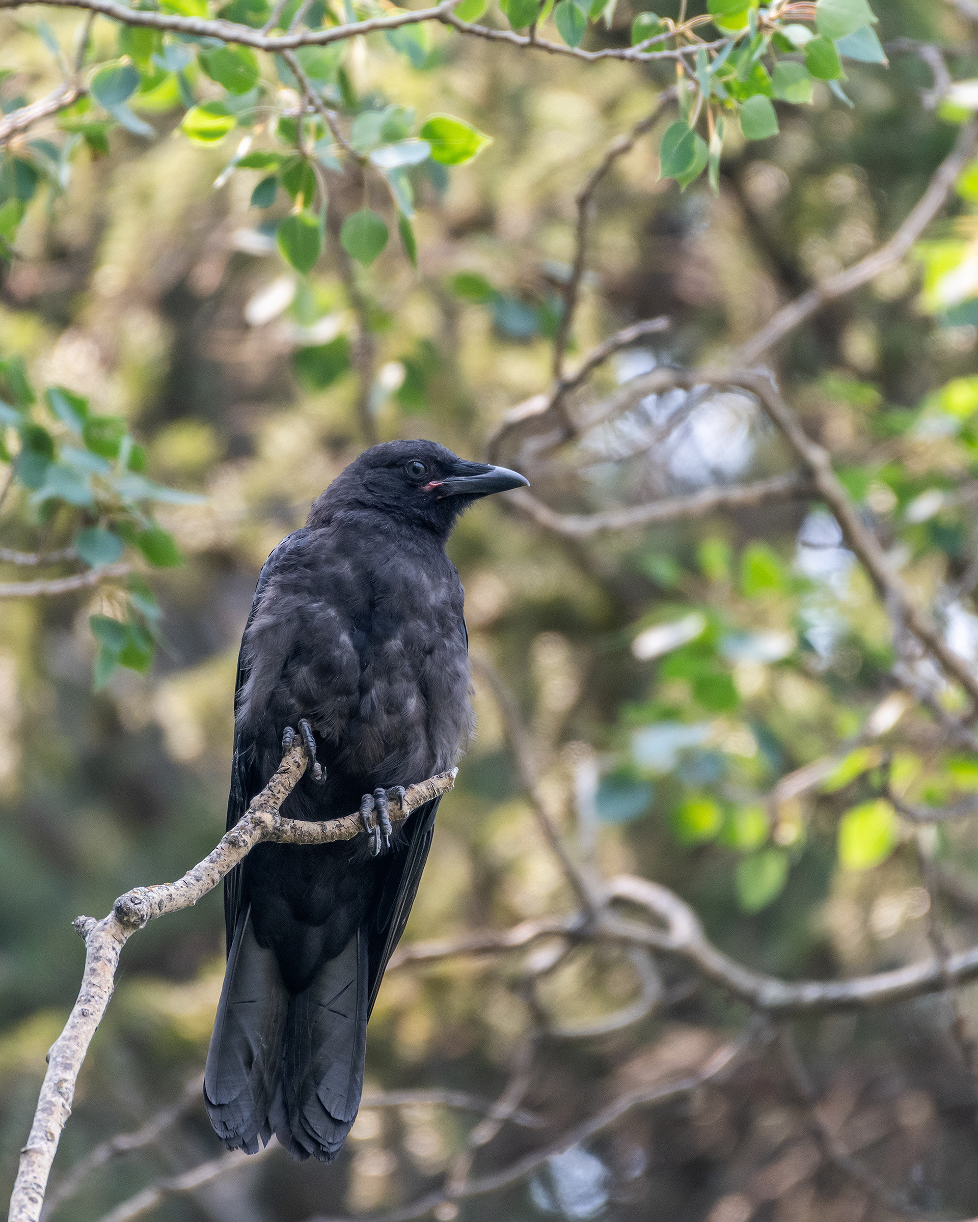 American Crow at Marshall Springs - Fish Creek Provincial Park, Calgary, Alberta