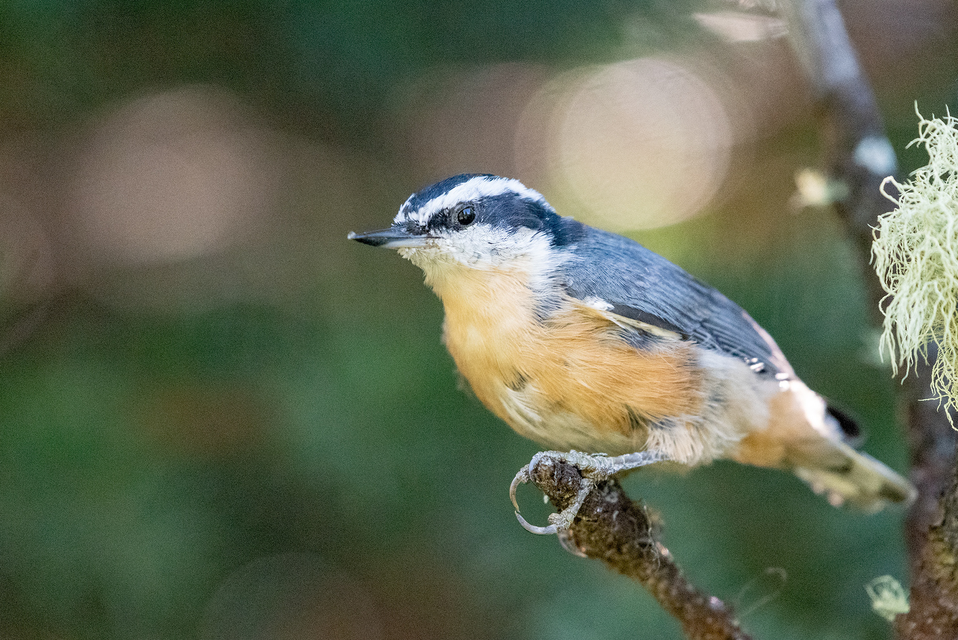 Red-breasted Nuthatch