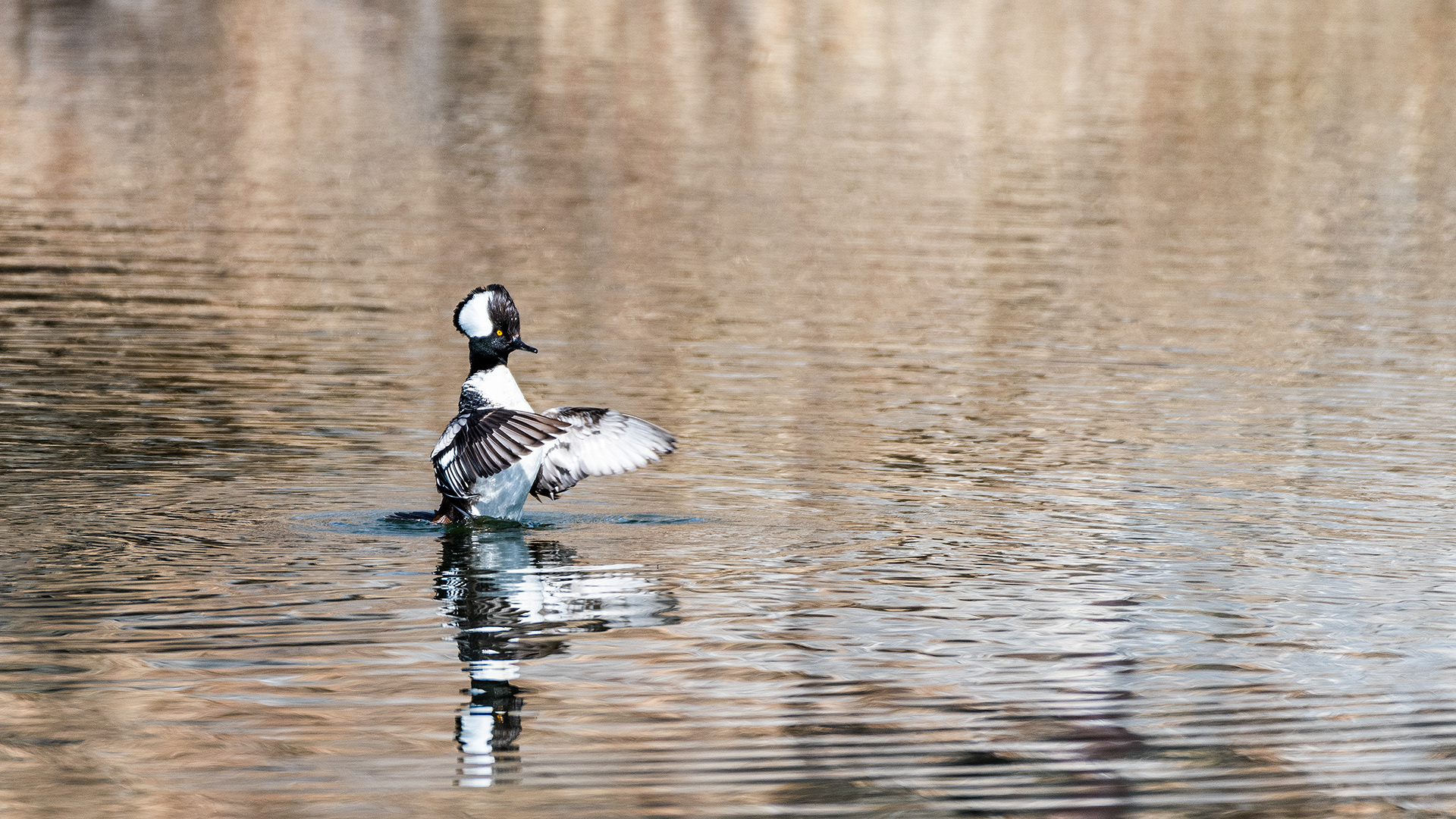 Hooded Merganser (male) at the Inglewood Bird Sanctuary & Nature Centre, Calgary, Alberta