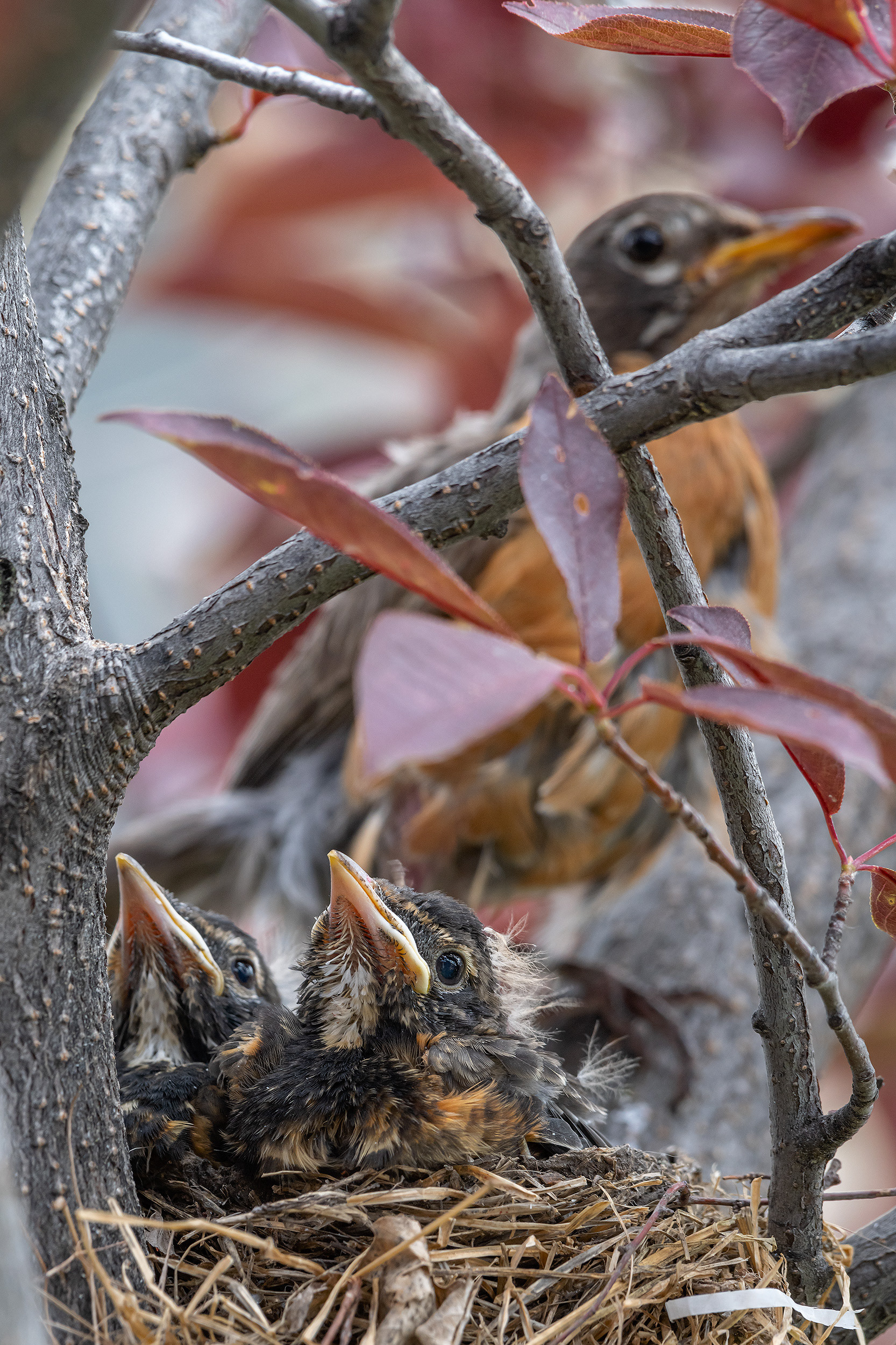 American Robins, Bridlewood, Calgary, AB