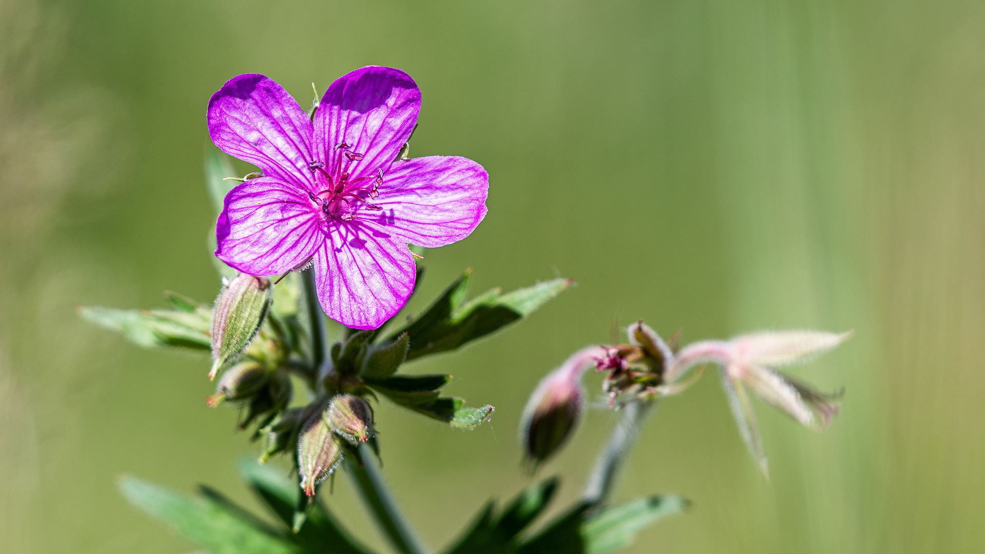 Random flower, Marshall Springs, Fish Creek Prov. Park, Calgary, AB