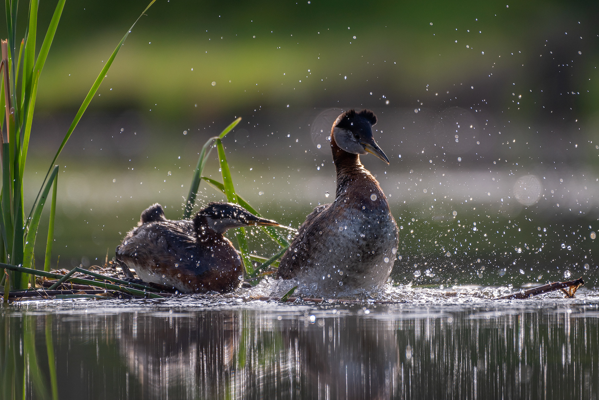 Red-necked Grebe pair, Marshall Springs ponds, Fish Creek Provincial Park, Calgary, AB