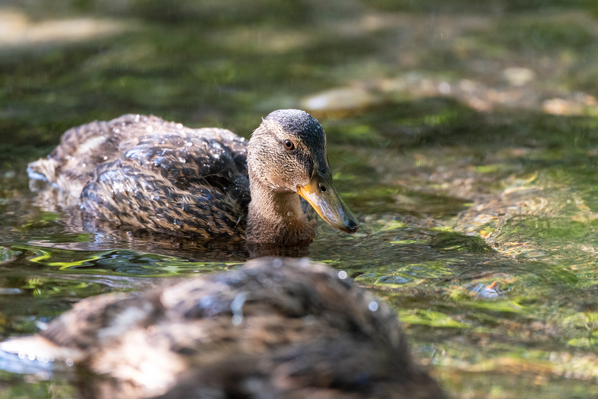 ducklings, Bridlewood Wetlands Park, Calgary, Alberta