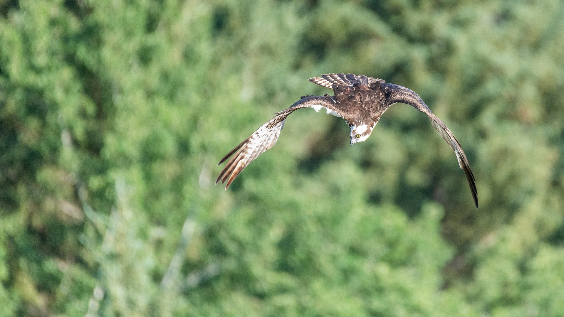 Osprey in flight, Marshall Springs - Fish Creek Prov. Park, Calgary, AB