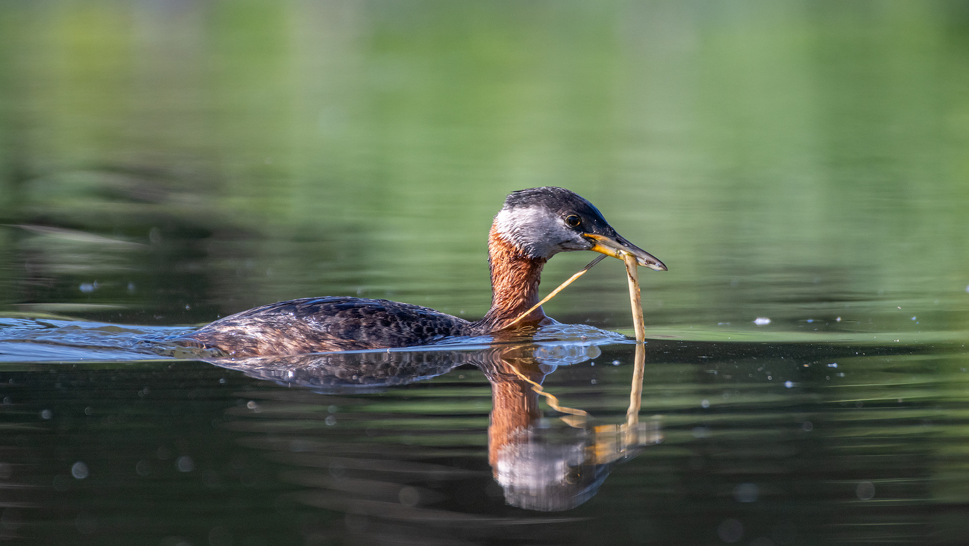 Red-necked Grebe with some nesting material, Marshall Springs ponds, Fish Creek Provincial Park, Calgary, AB