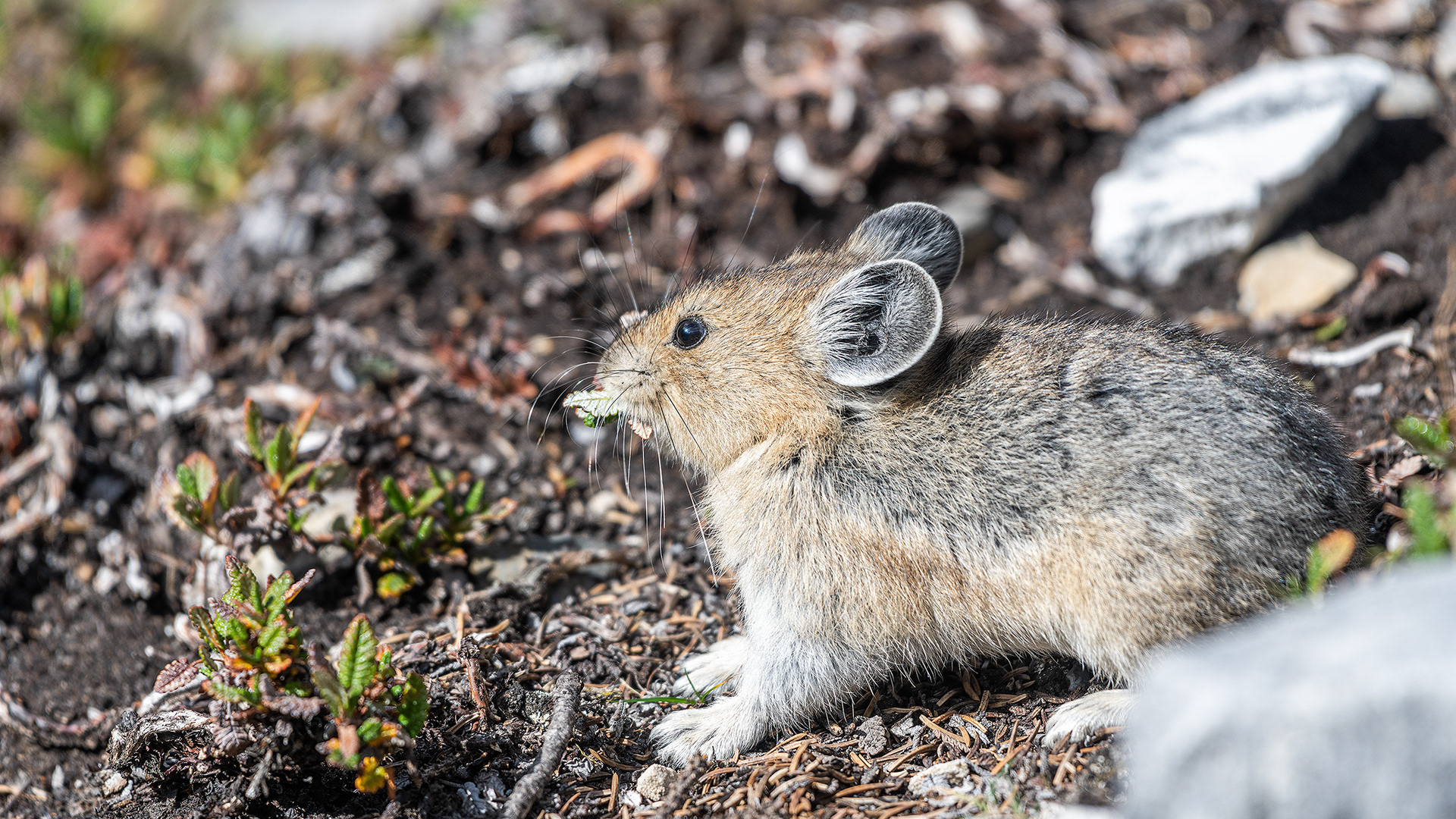 Pika, Stanley Glacier Trail, Kootenay National Park, British Columbia