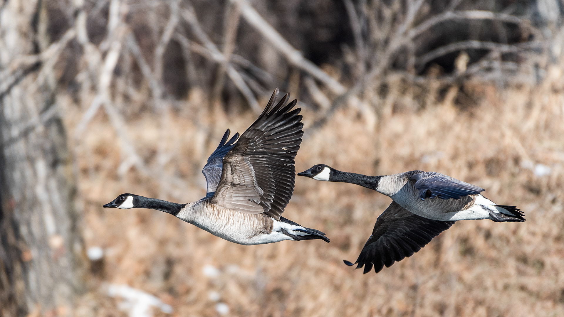 Canada Geese (in flight) pair at the Inglewood Bird Sanctuary & Nature Centre, Calgary, Alberta