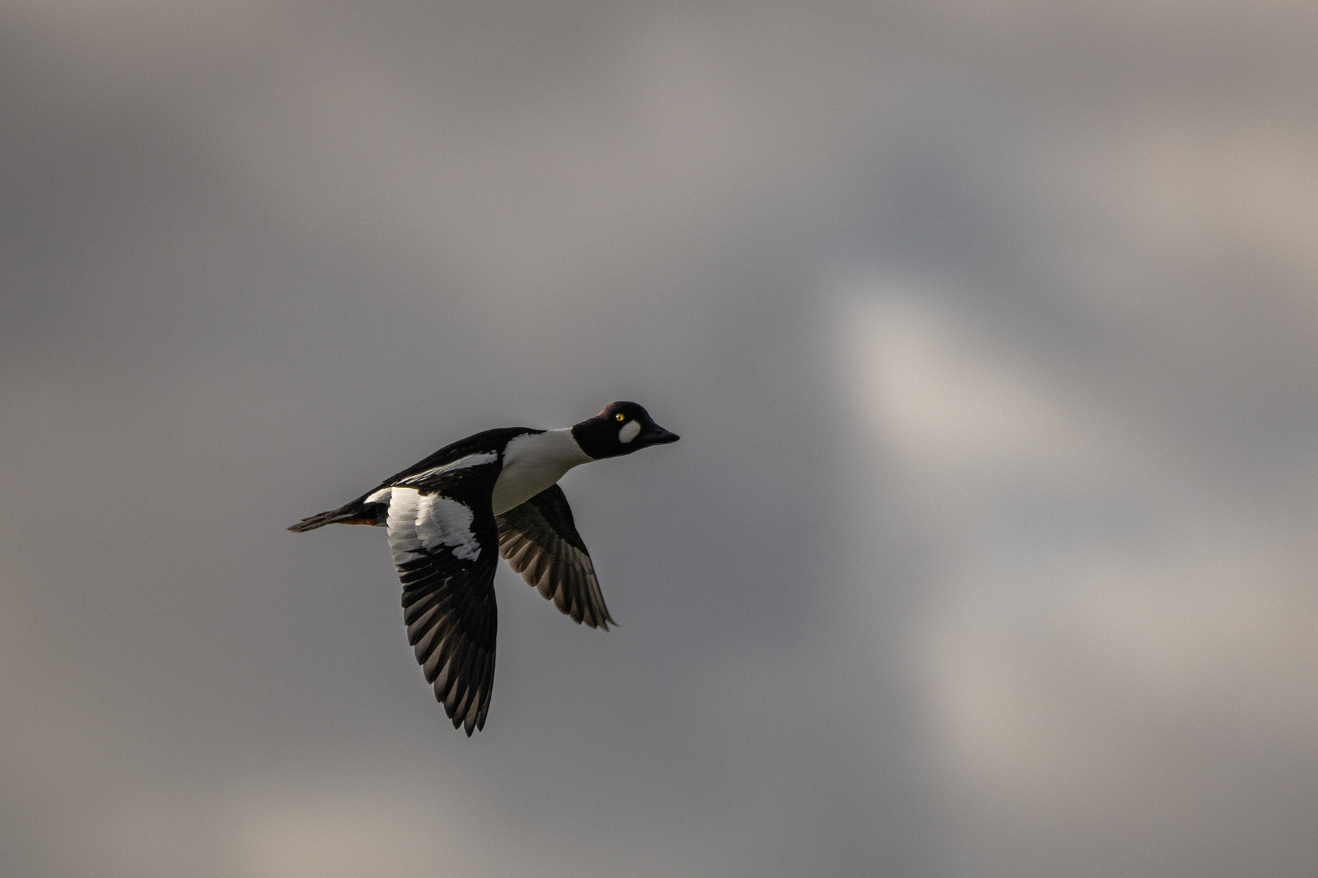 Common Goldeneye (male) in flight - Refinery Park, Calgary, AB