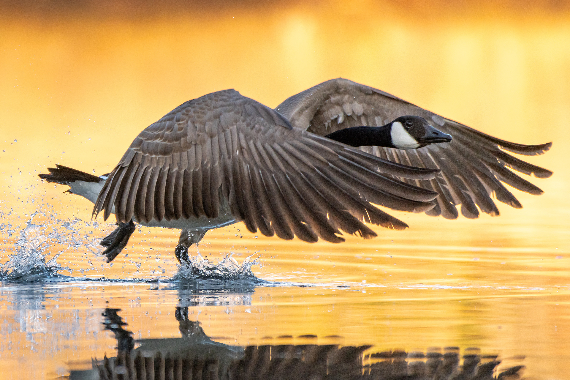 Canada Goose, Marshall Springs, Fish Creek Provincial Park, Calgary, AB