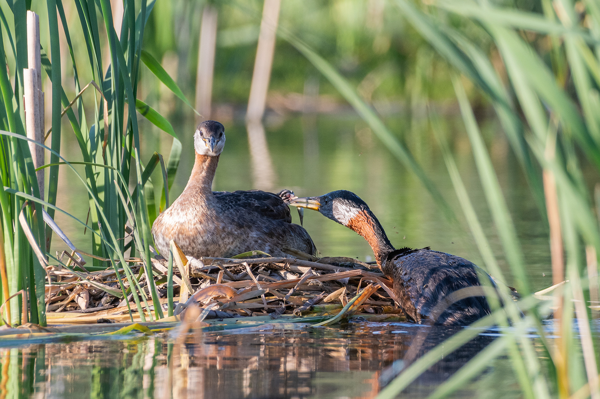 Red-necked Grebe pair at their nest with a chick (female on the nest, male feeding the chick), Marshall Springs - Fish Creek Prov. Park, Calgary, AB