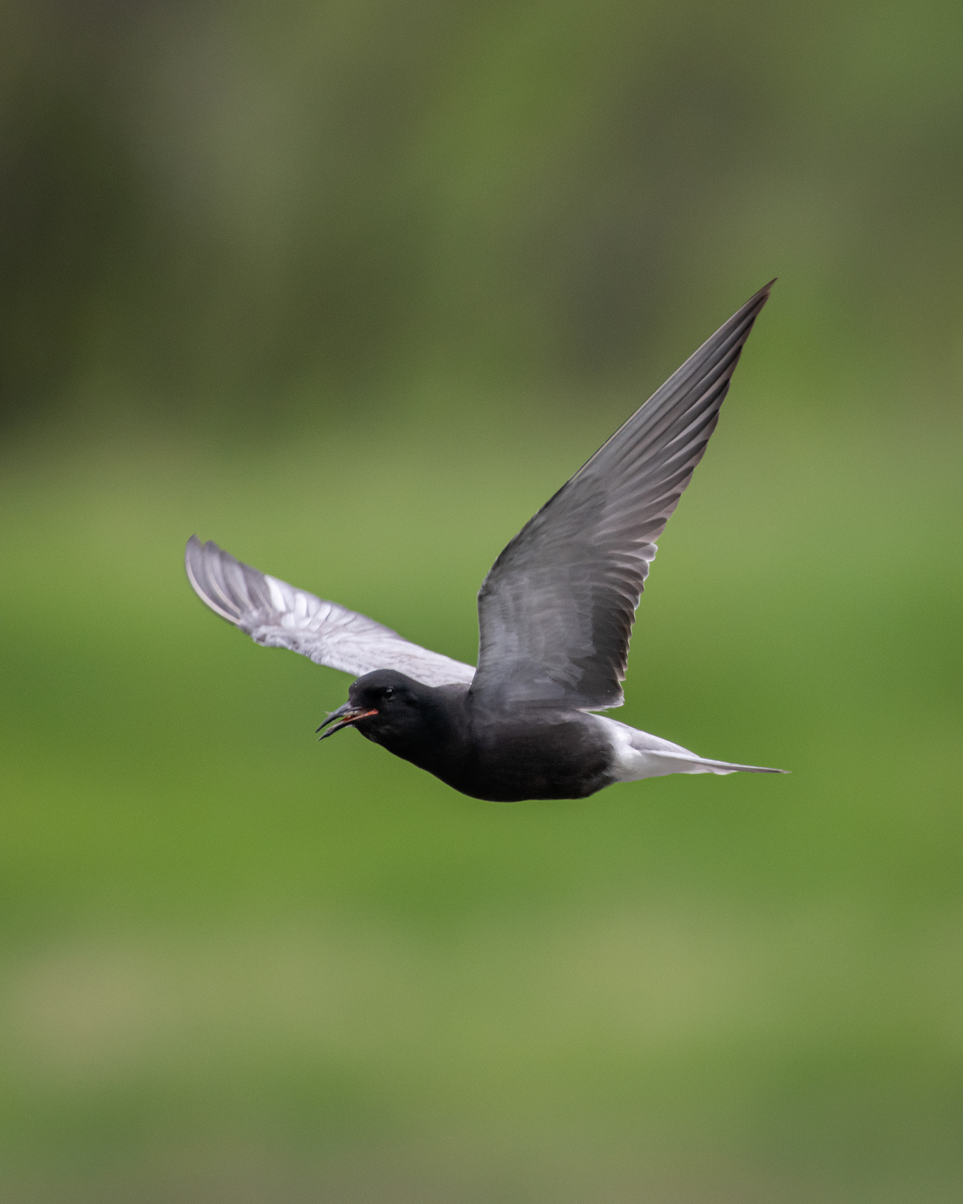 Black Tern (in flight) with a small fish, Marshall Springs ponds, Fish Creek Provincial Park, Calgary, AB