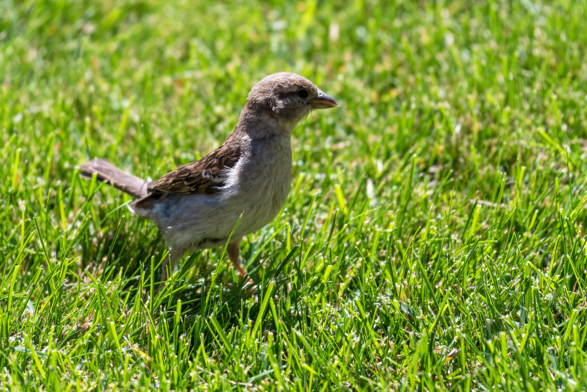 Young House Sparrow patrols the grass for food