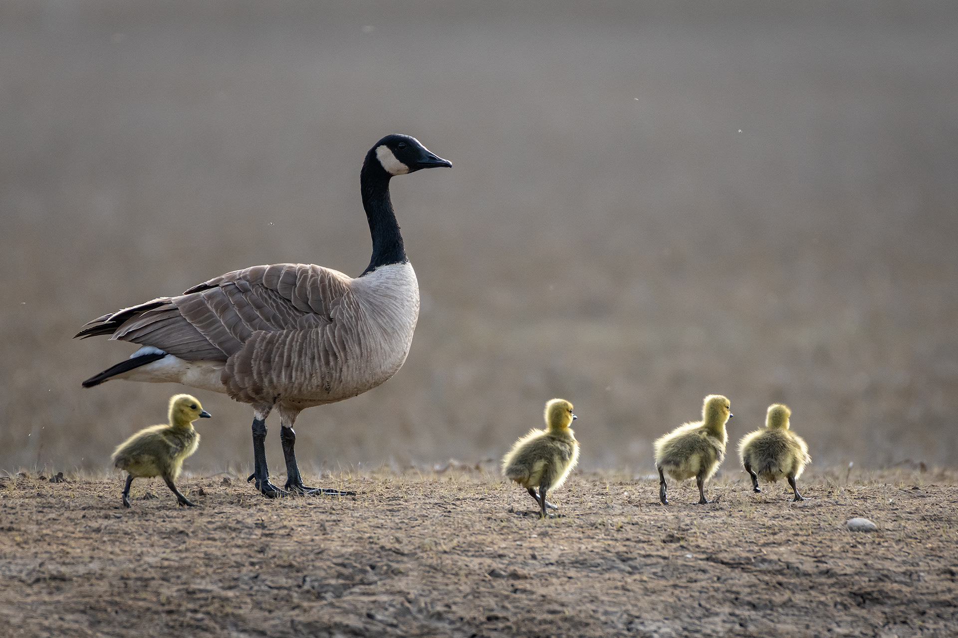 All 4 Canada Goose goslings with mom, Glenmore Reservoir, North Glenmore Park, Calgary, AB