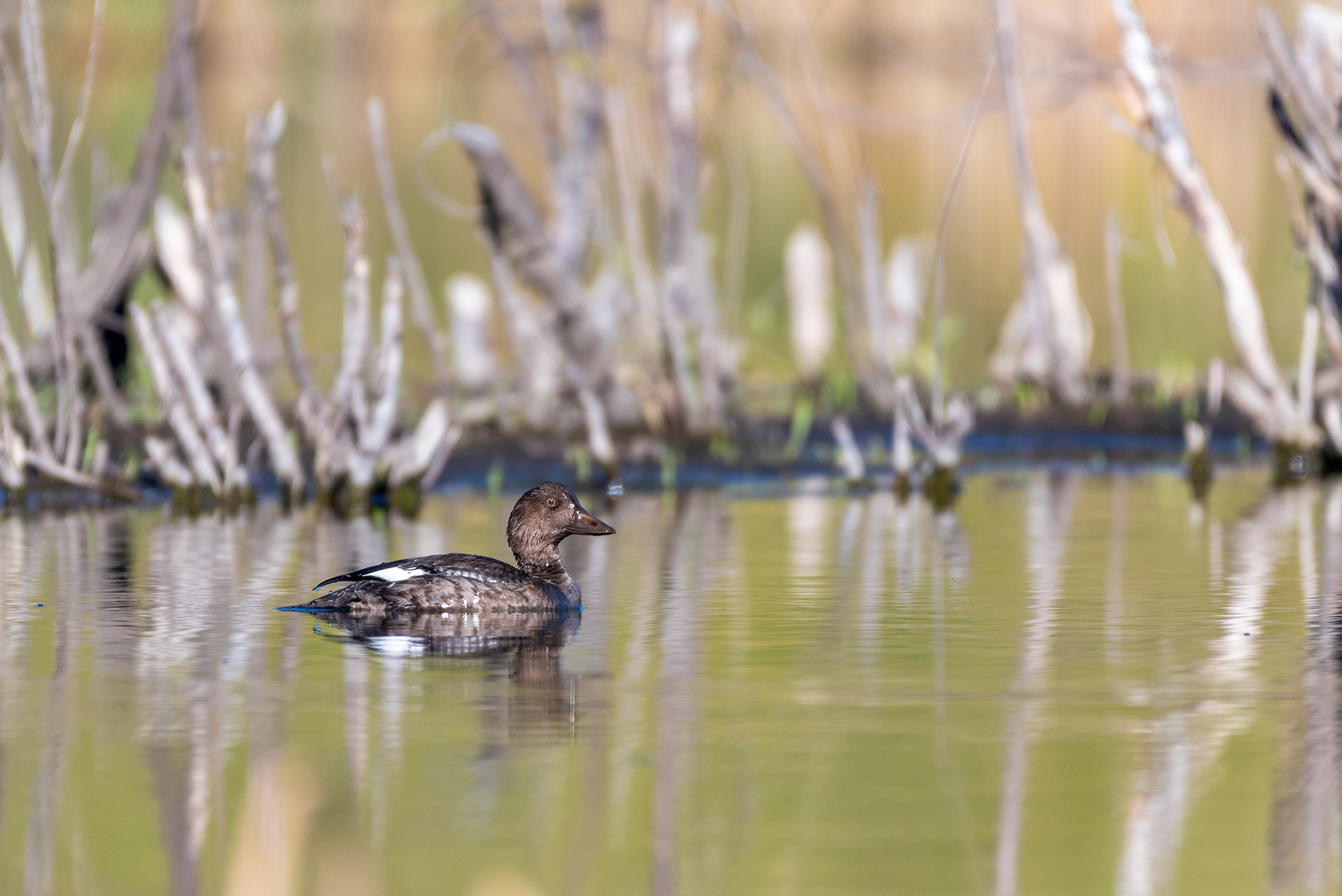 Duck (unknown type) in Fish Creek Provincial Park