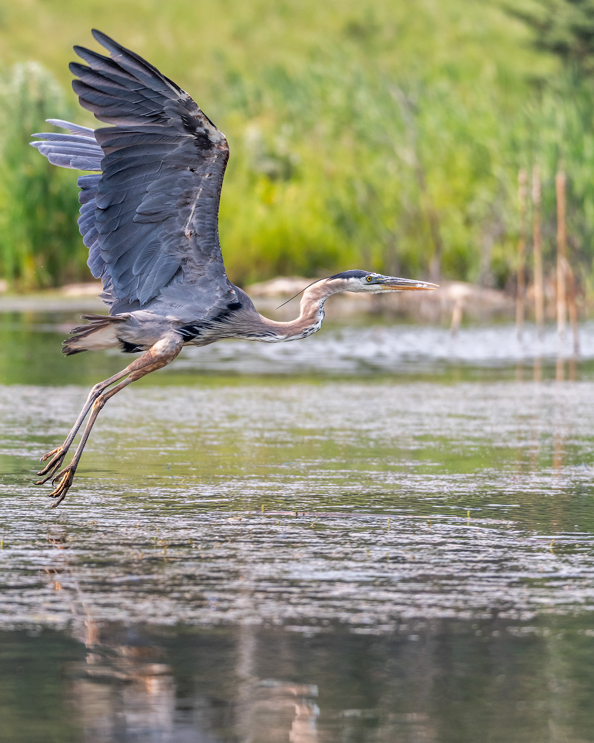 Great Blue Heron in flight at the ponds in Marshall Springs - Fish Creek Provincial Park, Calgary, Alberta