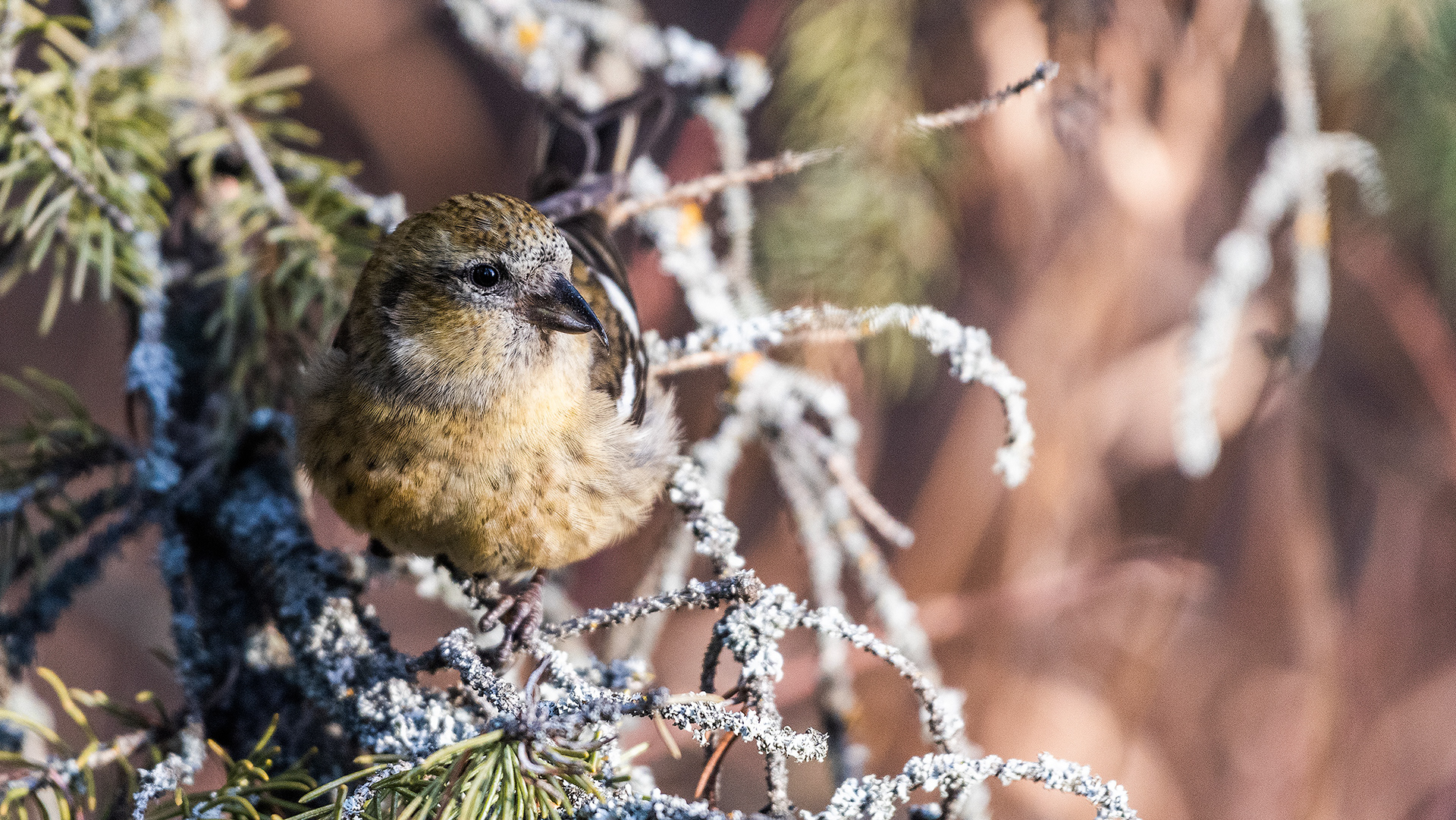 White-winged Crossbill (female) near Marshall Springs in Fish Creek Provincial Park