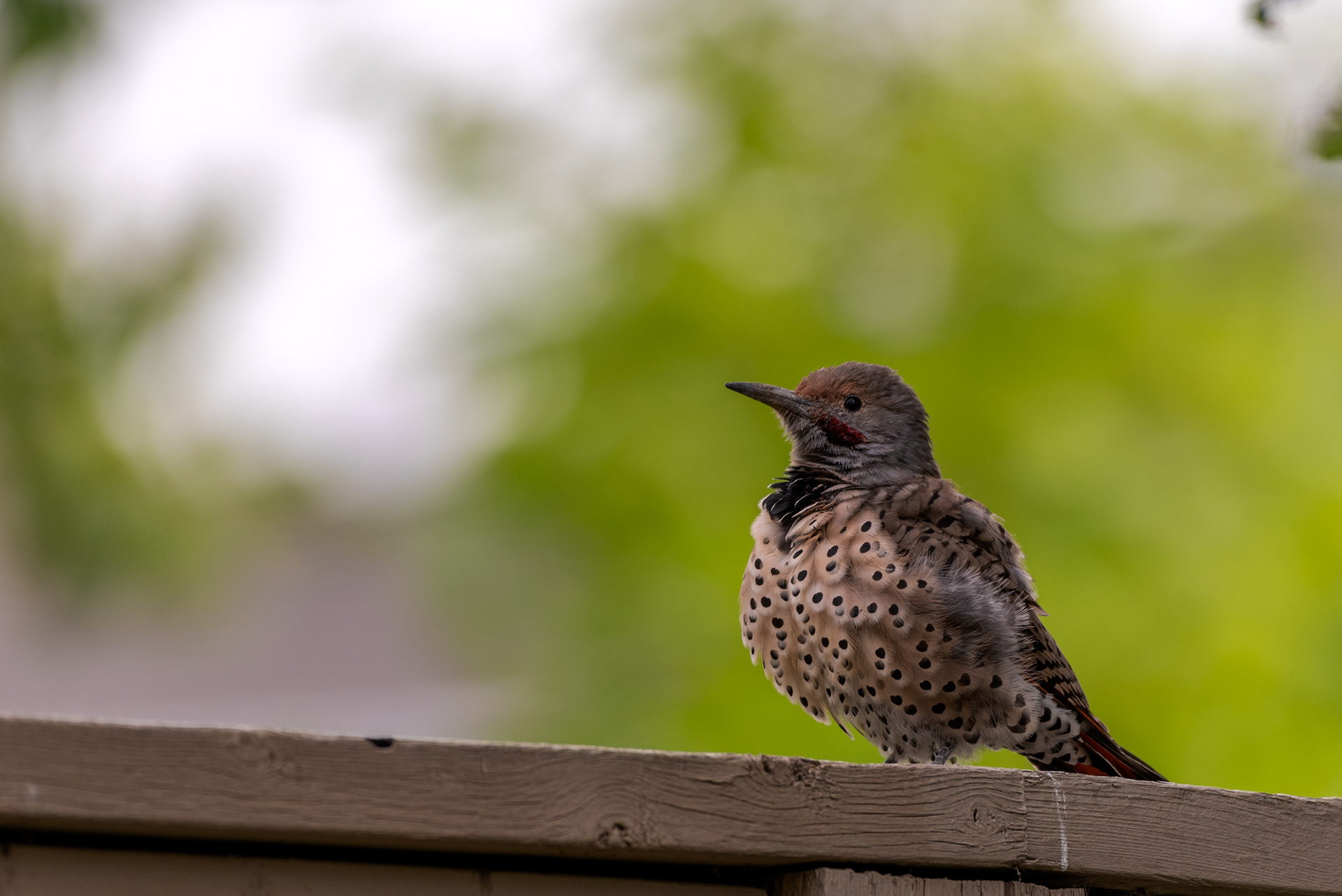 Juvenile Northern Flicker on the back yard fence