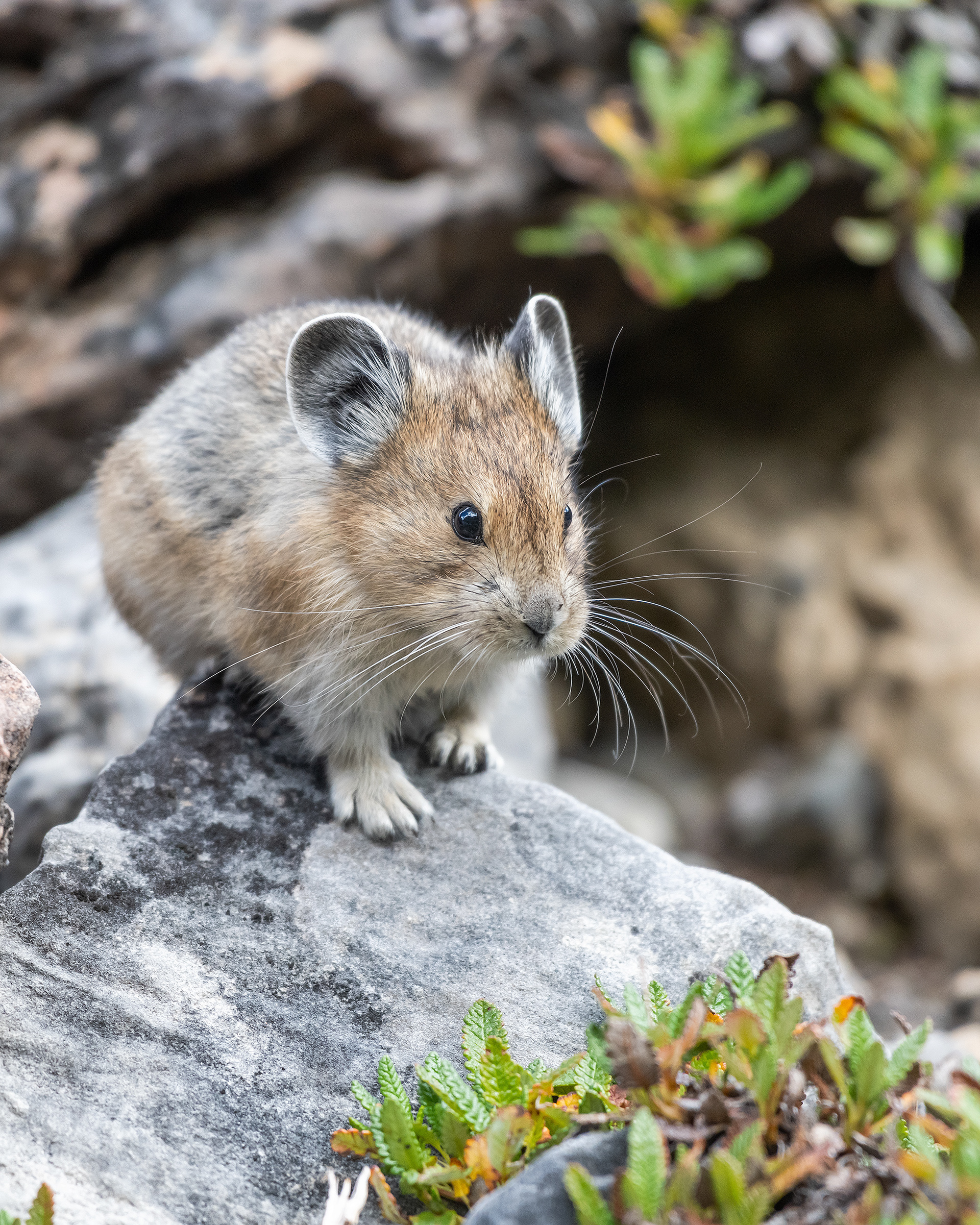 Pika, Stanley Glacier Trail, Kootenay National Park, British Columbia