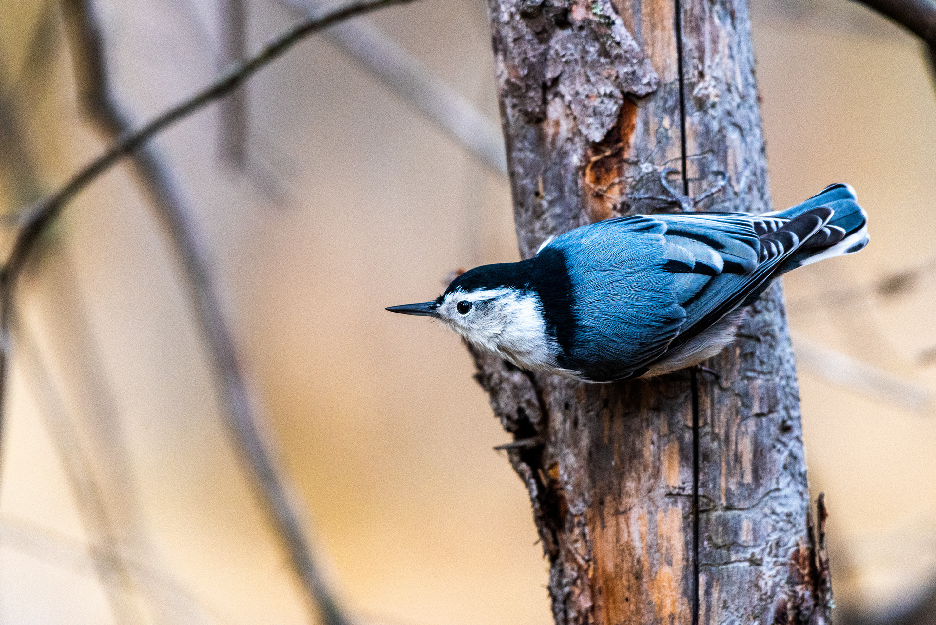 White-breasted Nuthatch near the Marshall Springs ponds in Fish Creek Provincial Park