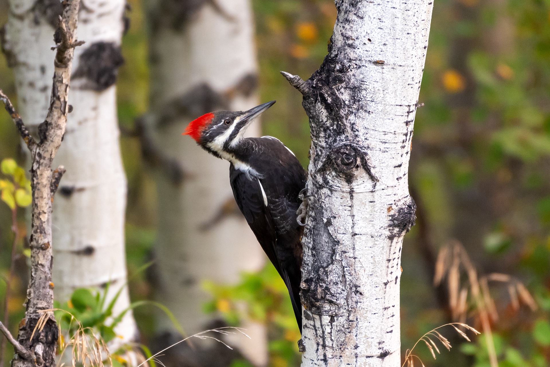 Pileated Woodpecker, Marshall Springs, Fish Creek Provincial Park