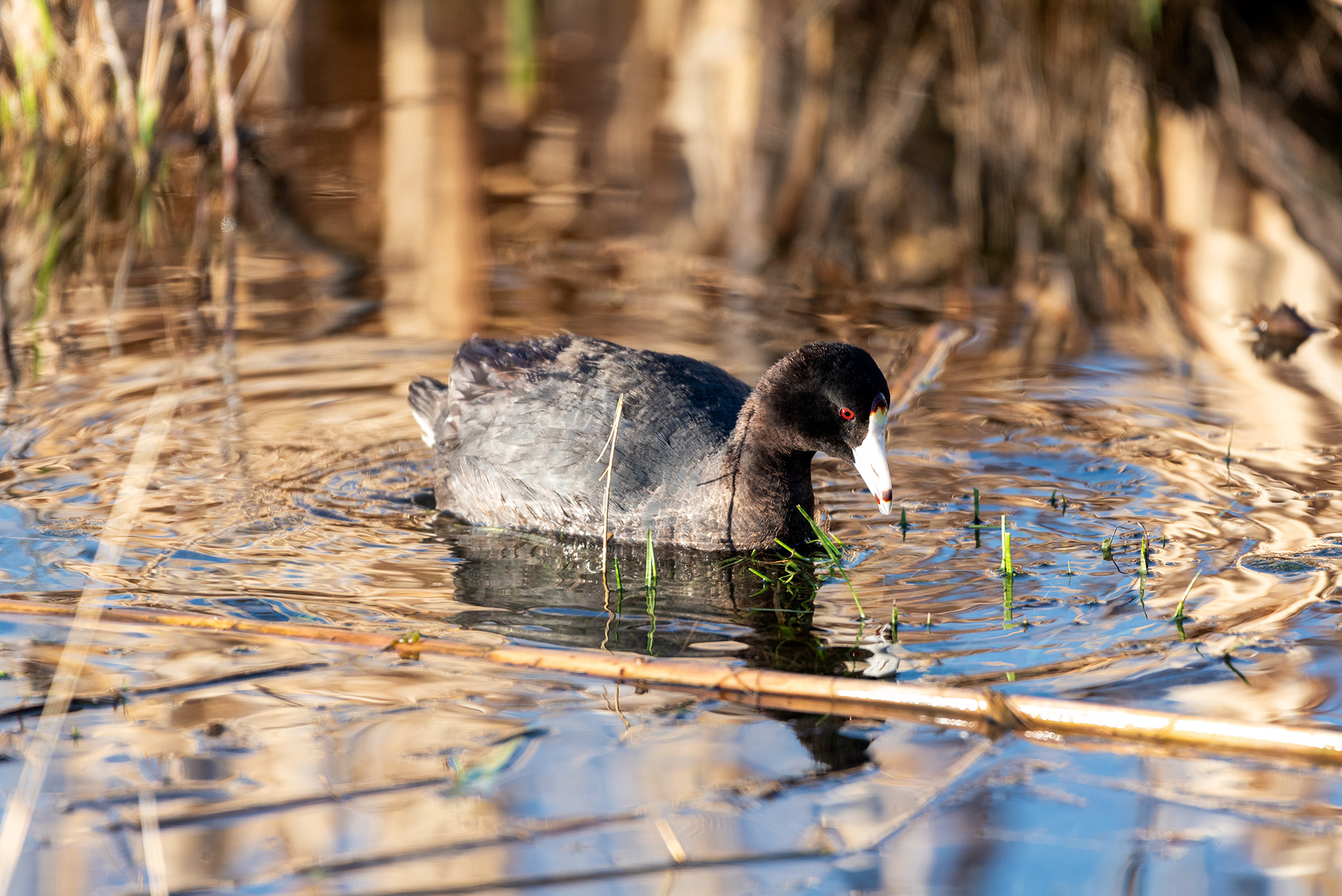 American Coot, Marshall Springs, Fish Creek Provincial Park, Calgary, Alberta