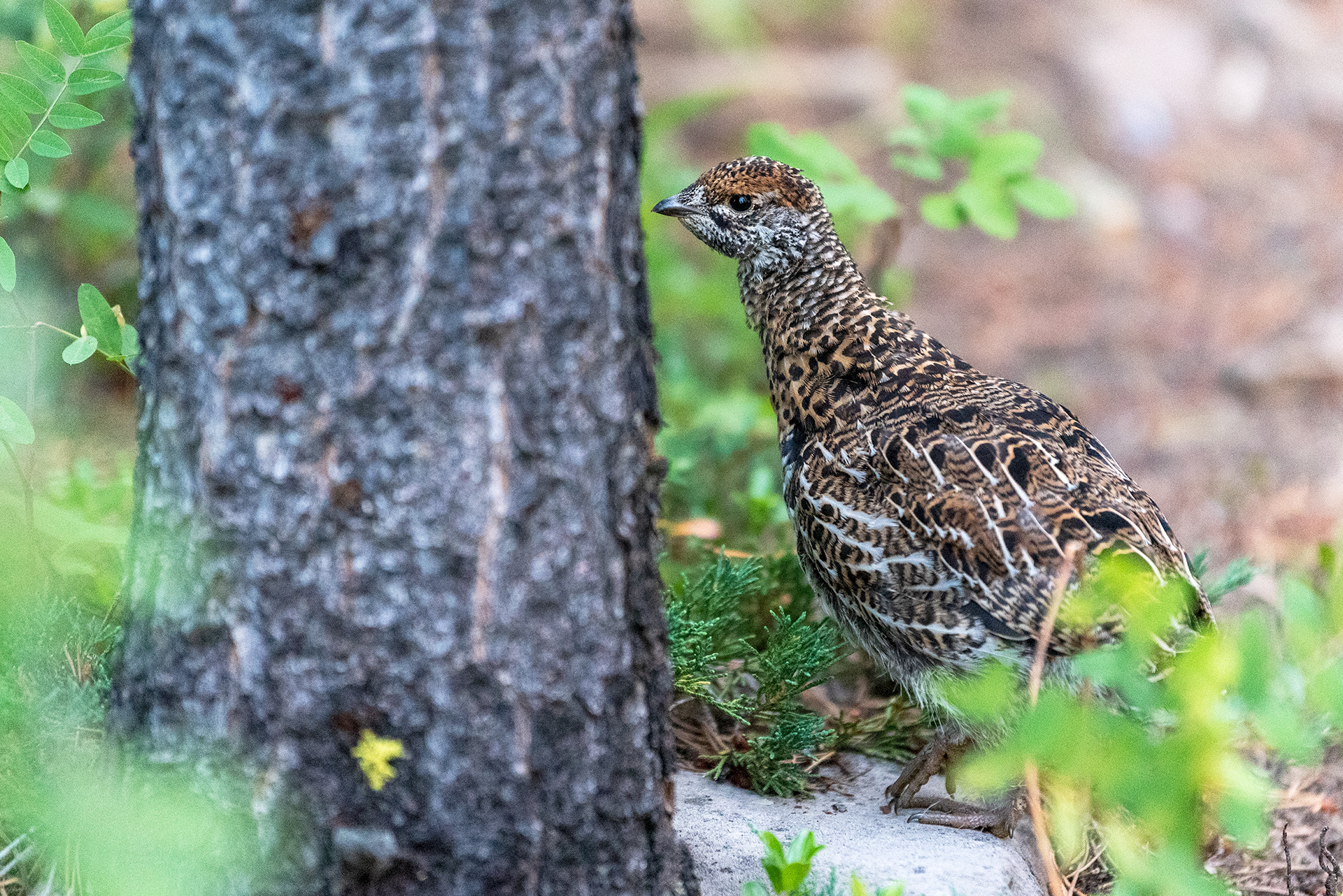 I think this is a Ptarmigan of some kind, or possibly a Grouse