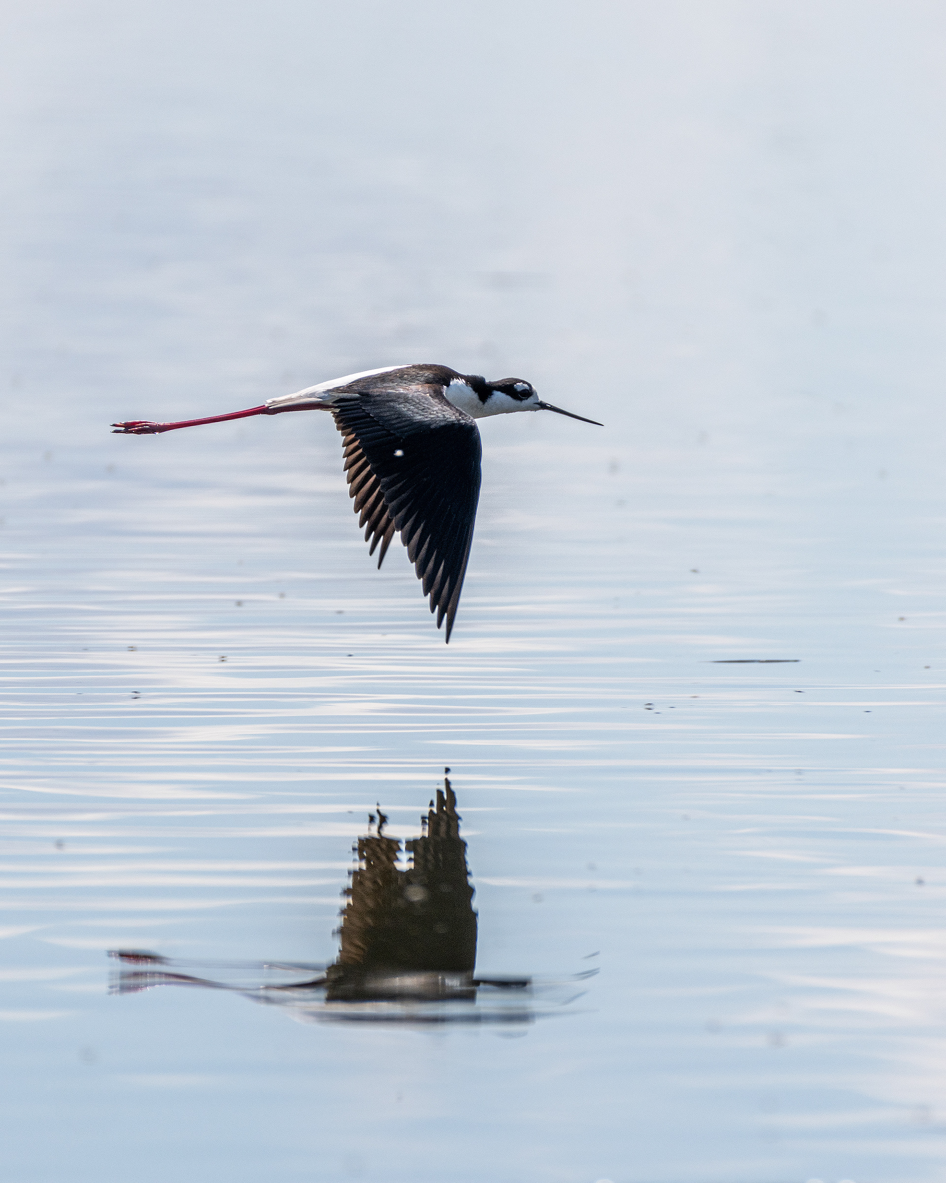 Black-necked Stilt in flight, Frank Lake, Alberta