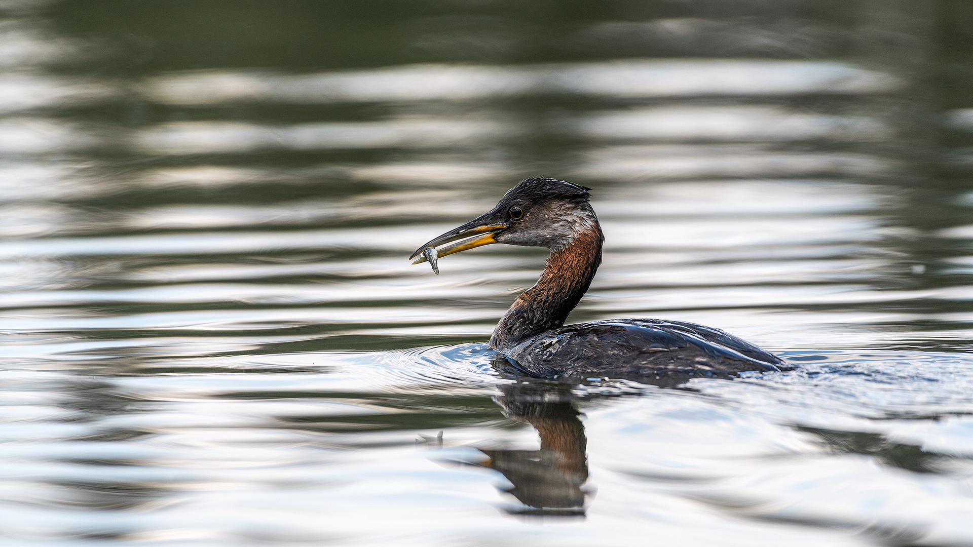 Red-necked Grebe (female), Marshall Springs - Fish Creek Prov. Park, Calgary, AB