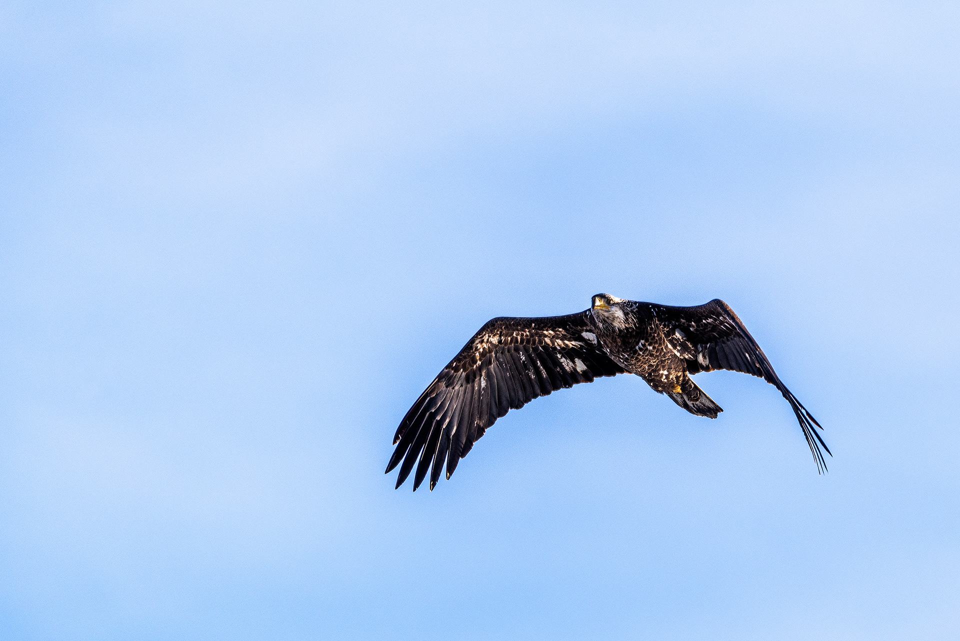 Bald Eagle (immature) in flight over the Bow River, near Carburn Park